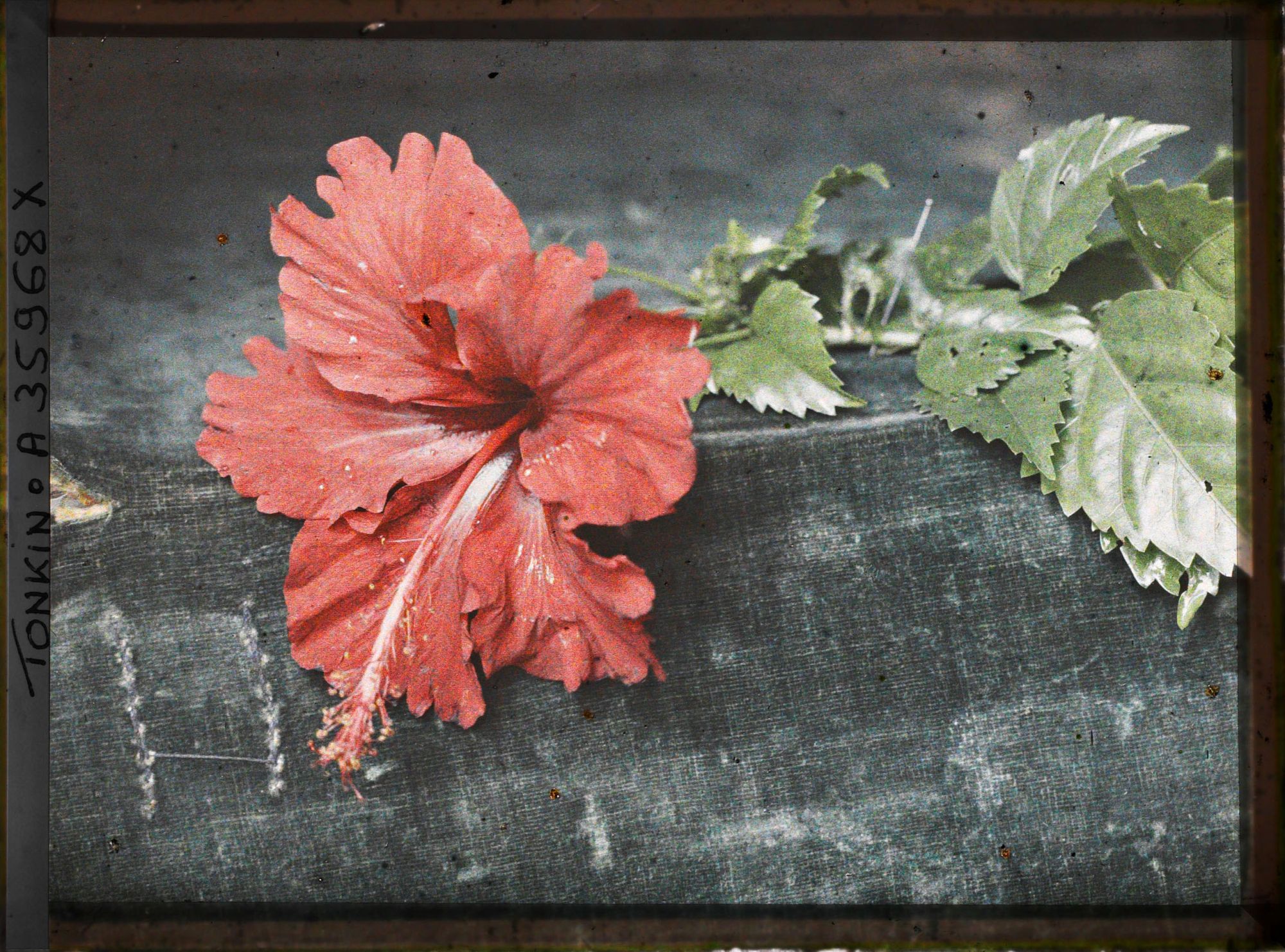 Image représentant Des feuilles et une fleur d'hibiscus rouge, simple