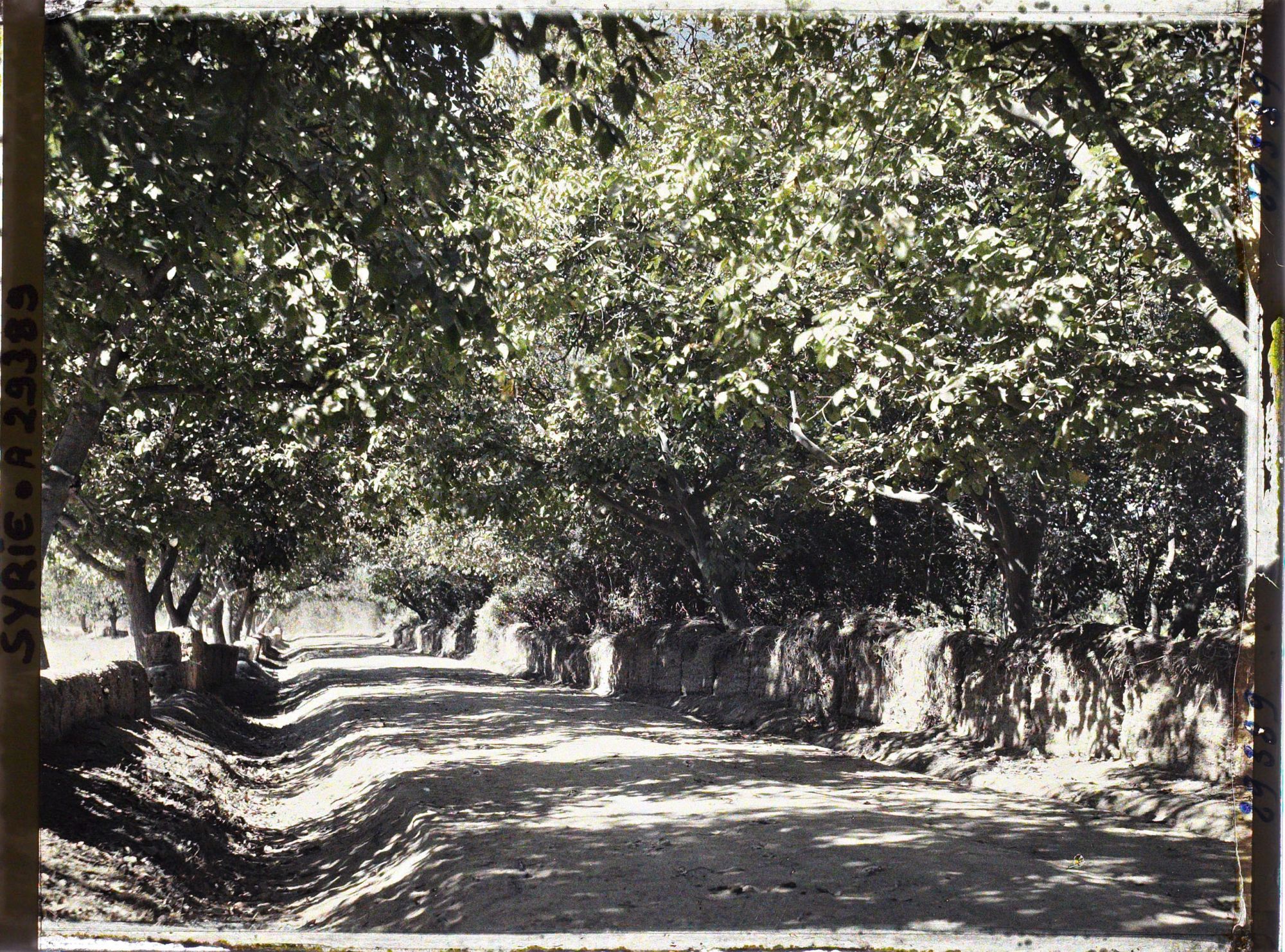 Image représentant Route bordée de noyers
