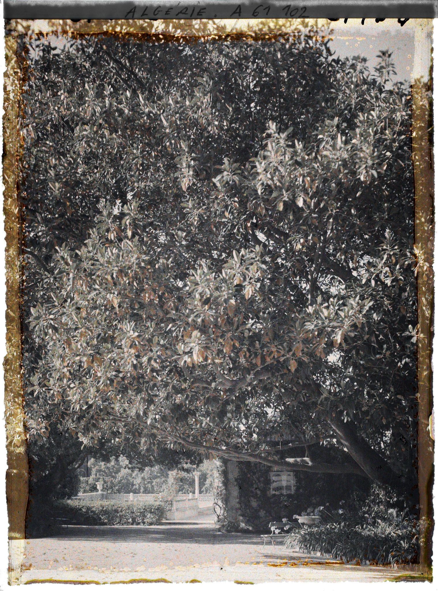 Image représentant Le Palais d'été, un ficus