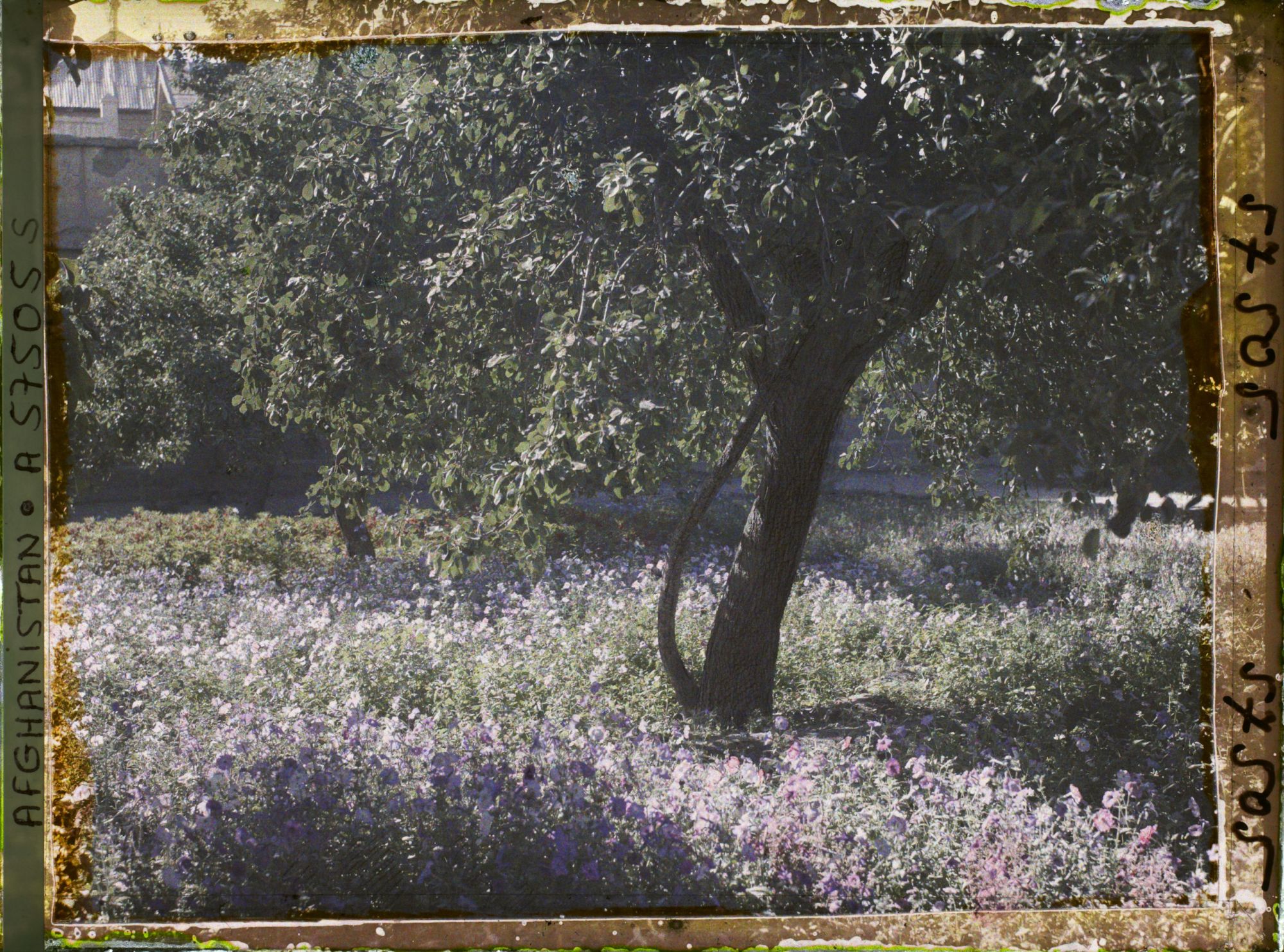 Image représentant Dans un parc (sans doute celui du mausolée d'Abdour Rahmân)