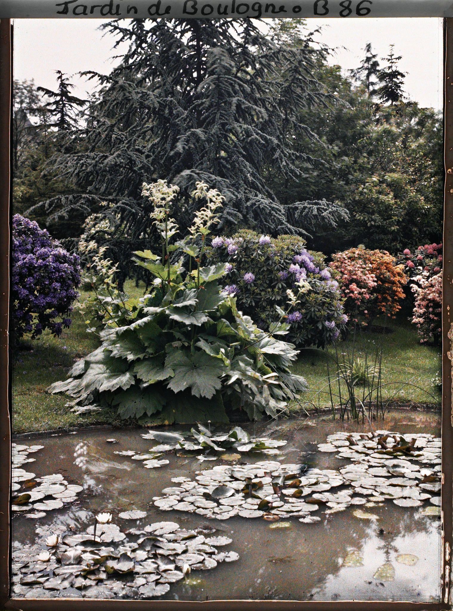 Image représentant Rhododendrons et gunerra bordant l'est d'un bassin du marais planté de nénuphars