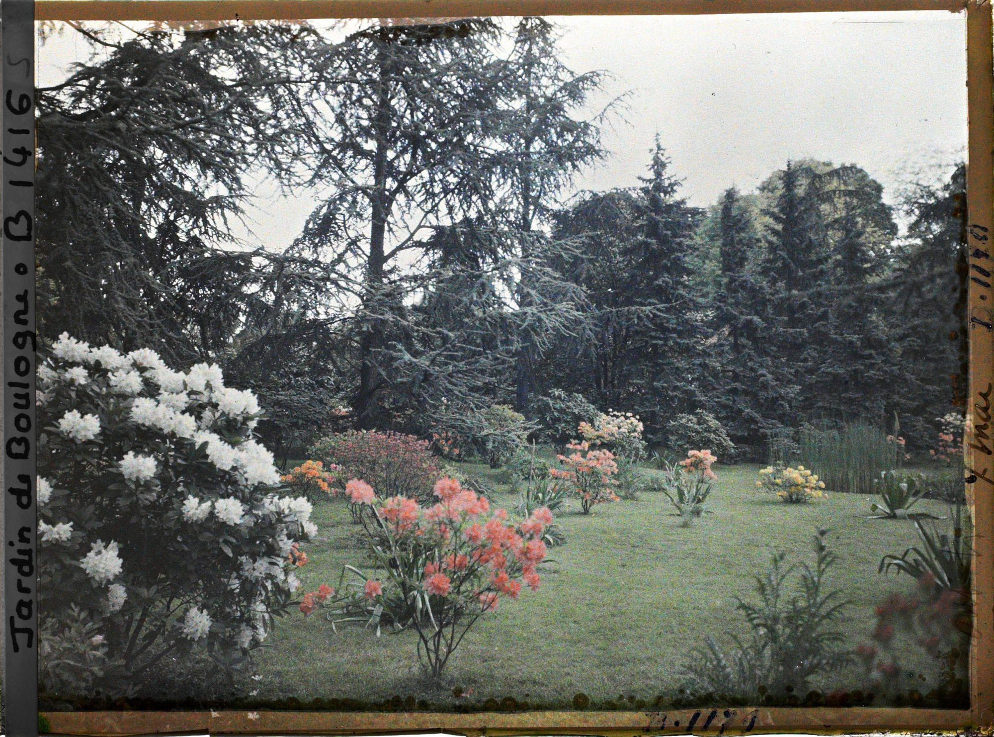 Image représentant Azalées et rhodos sur la pelouse près du marais