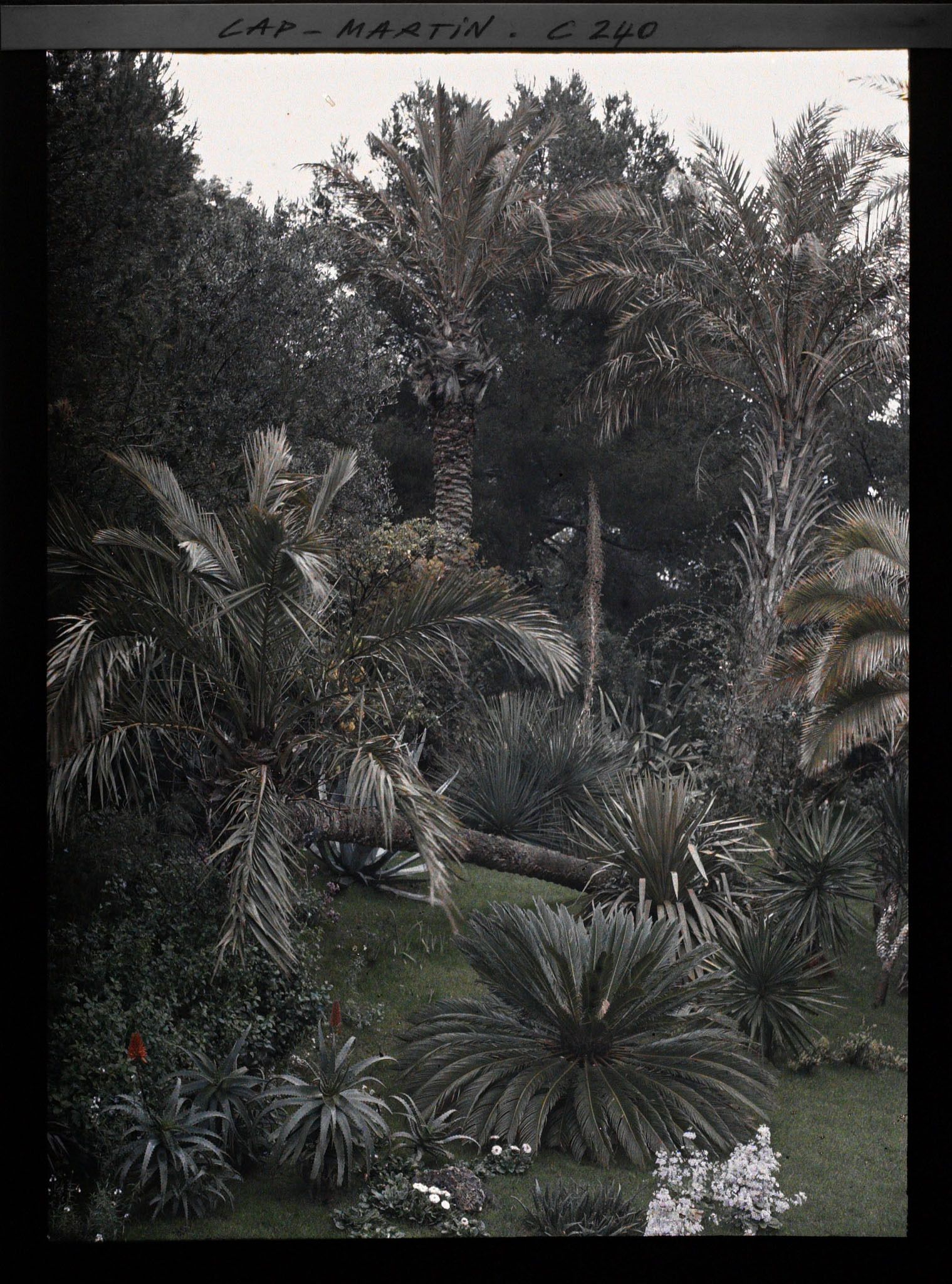 Image représentant Cap-Martin - Le Jardin