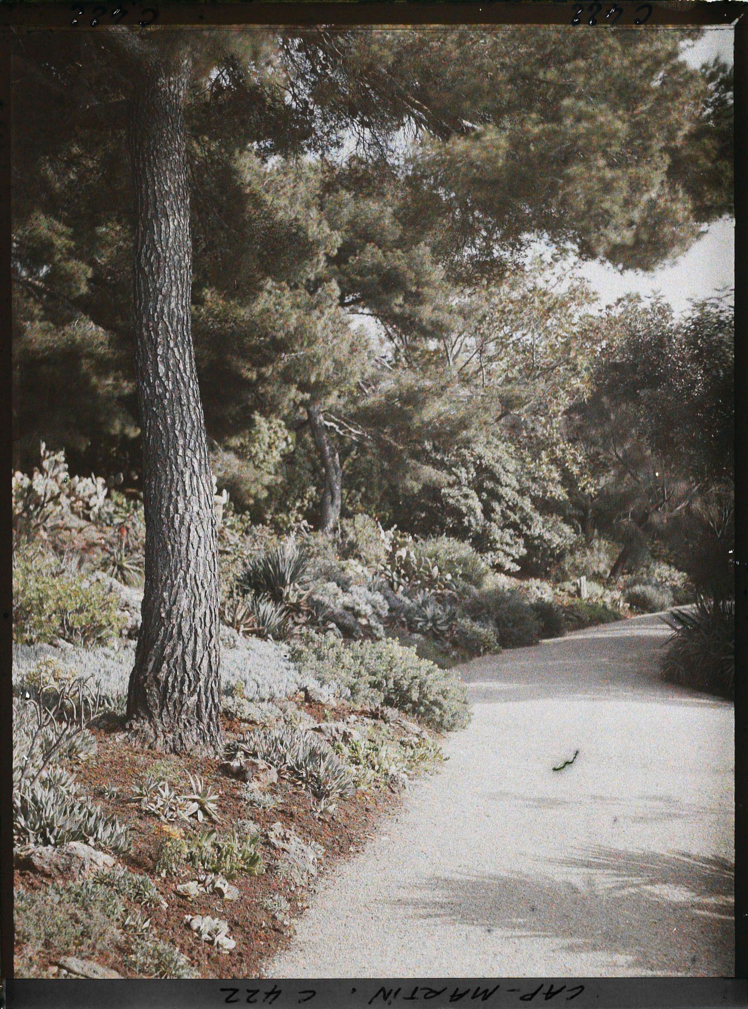 Image représentant Cap Martin La Villa