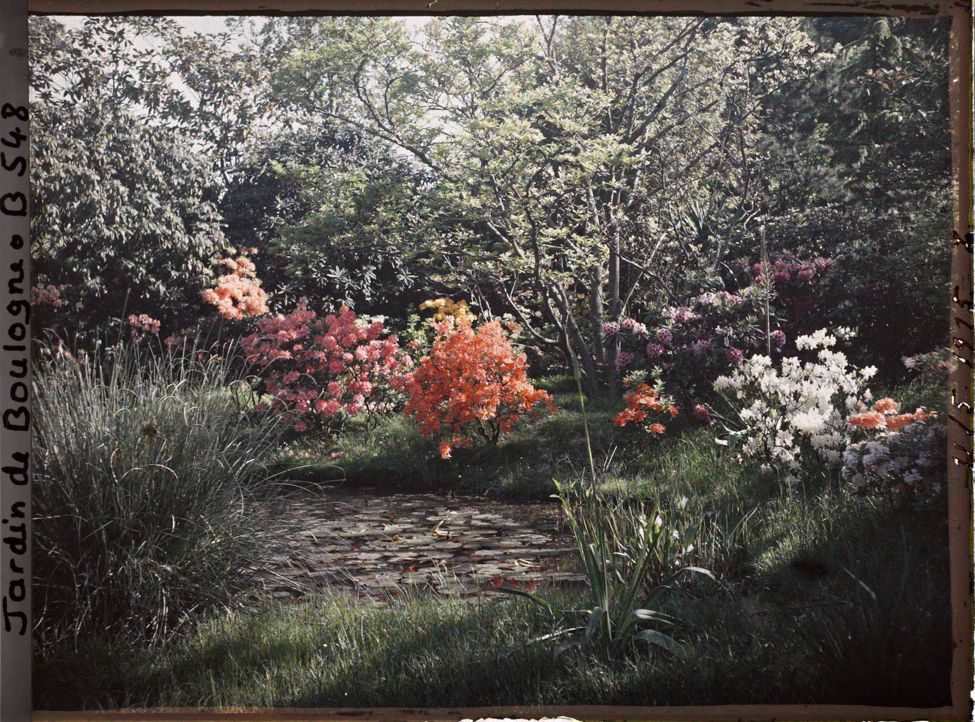 Image représentant Azalées et rhododendrons en fleurs en bord " d'étang ", au nord-est du marais vu en direction du nord