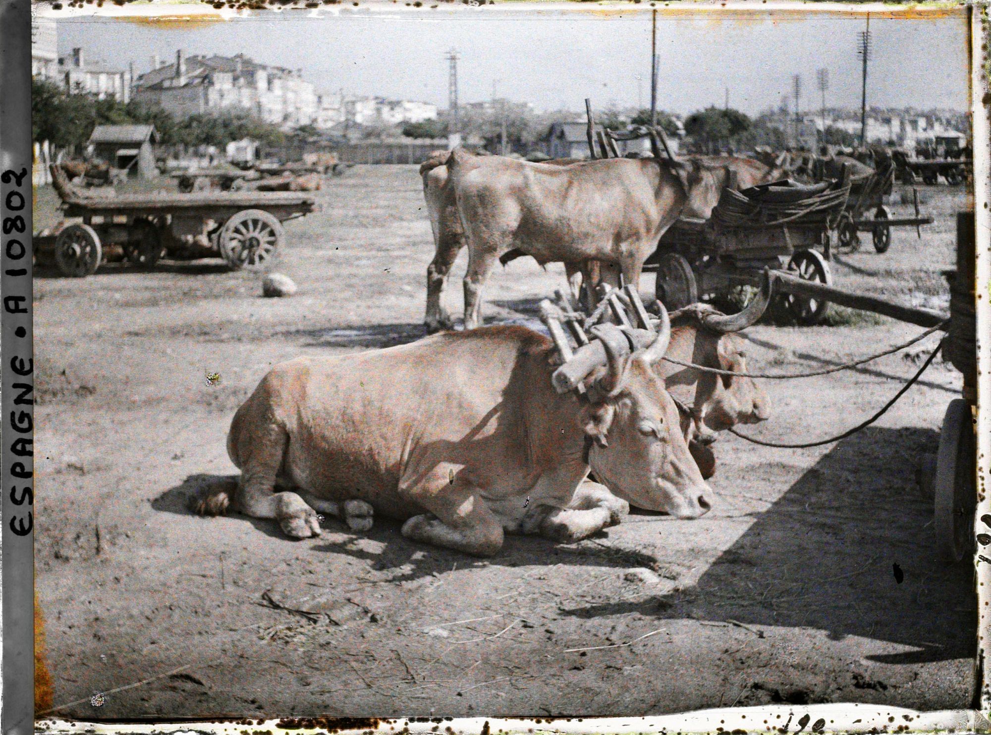 Image représentant Espagne, La Corogne, Deux bœufs couchés avec vieux joug.