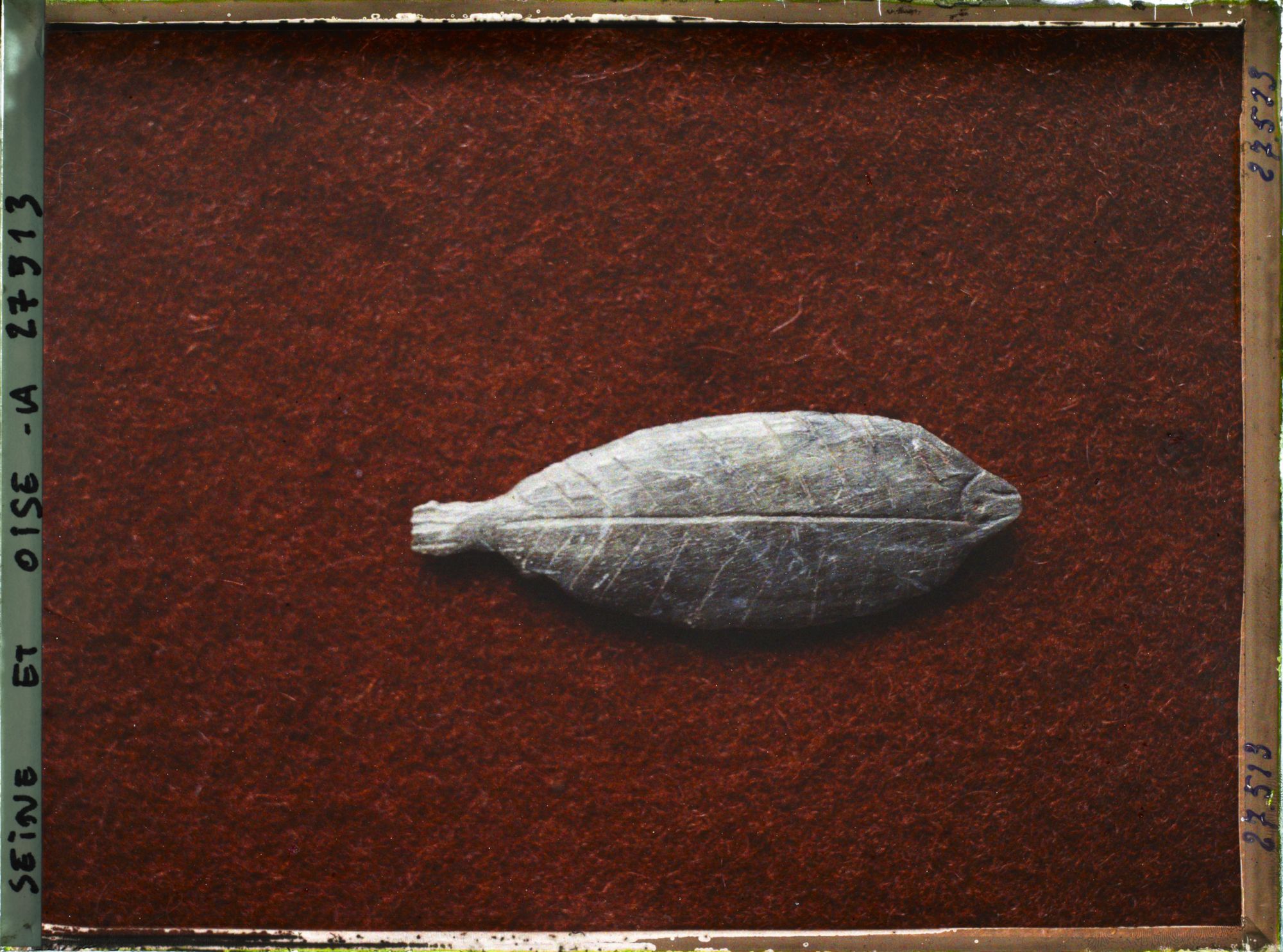 Image représentant France, St Germain-en-Laye, Poisson de Mr de St Périer 63957