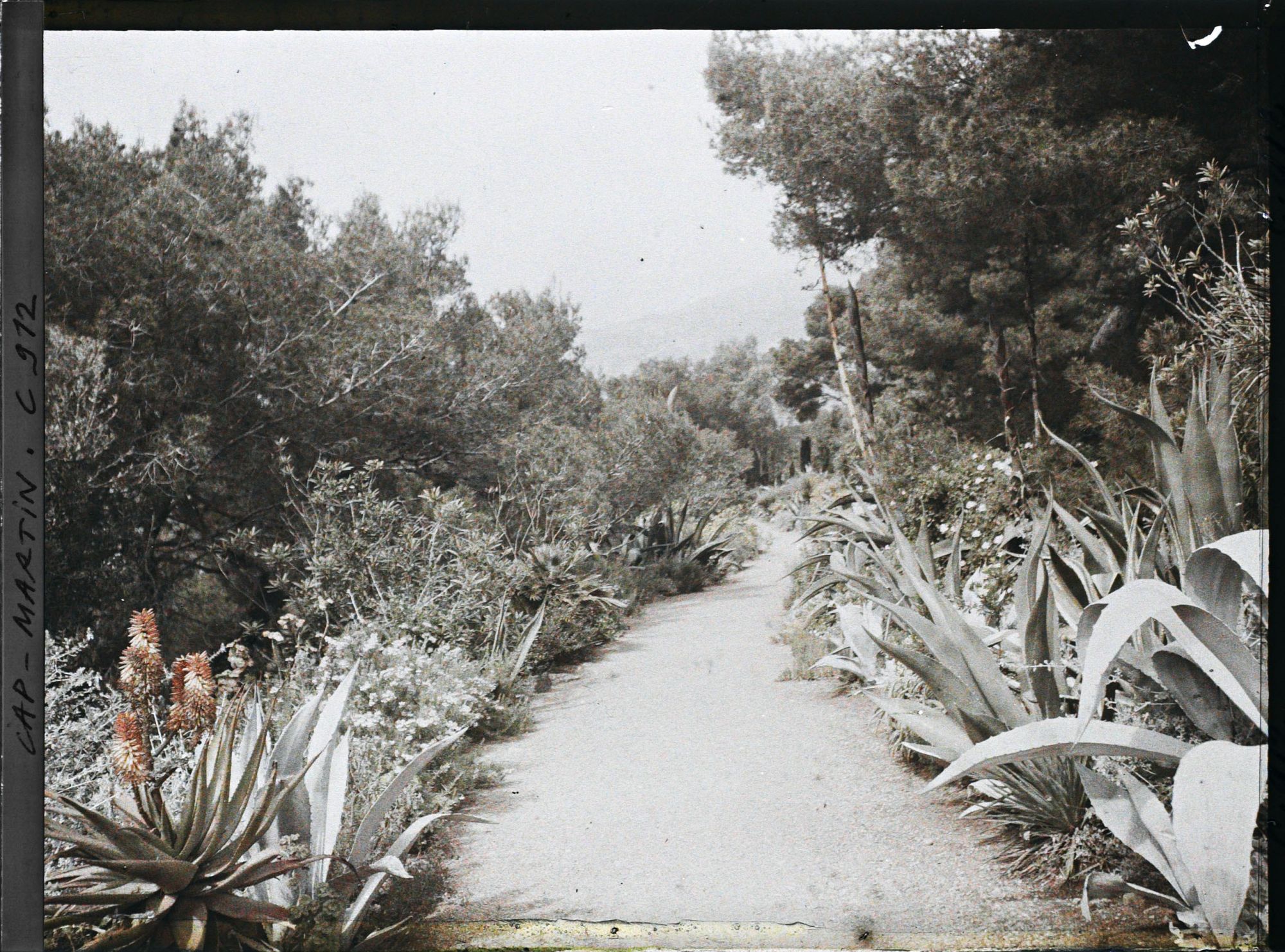 Image représentant Le Jardin : au fond la Tête de Chien