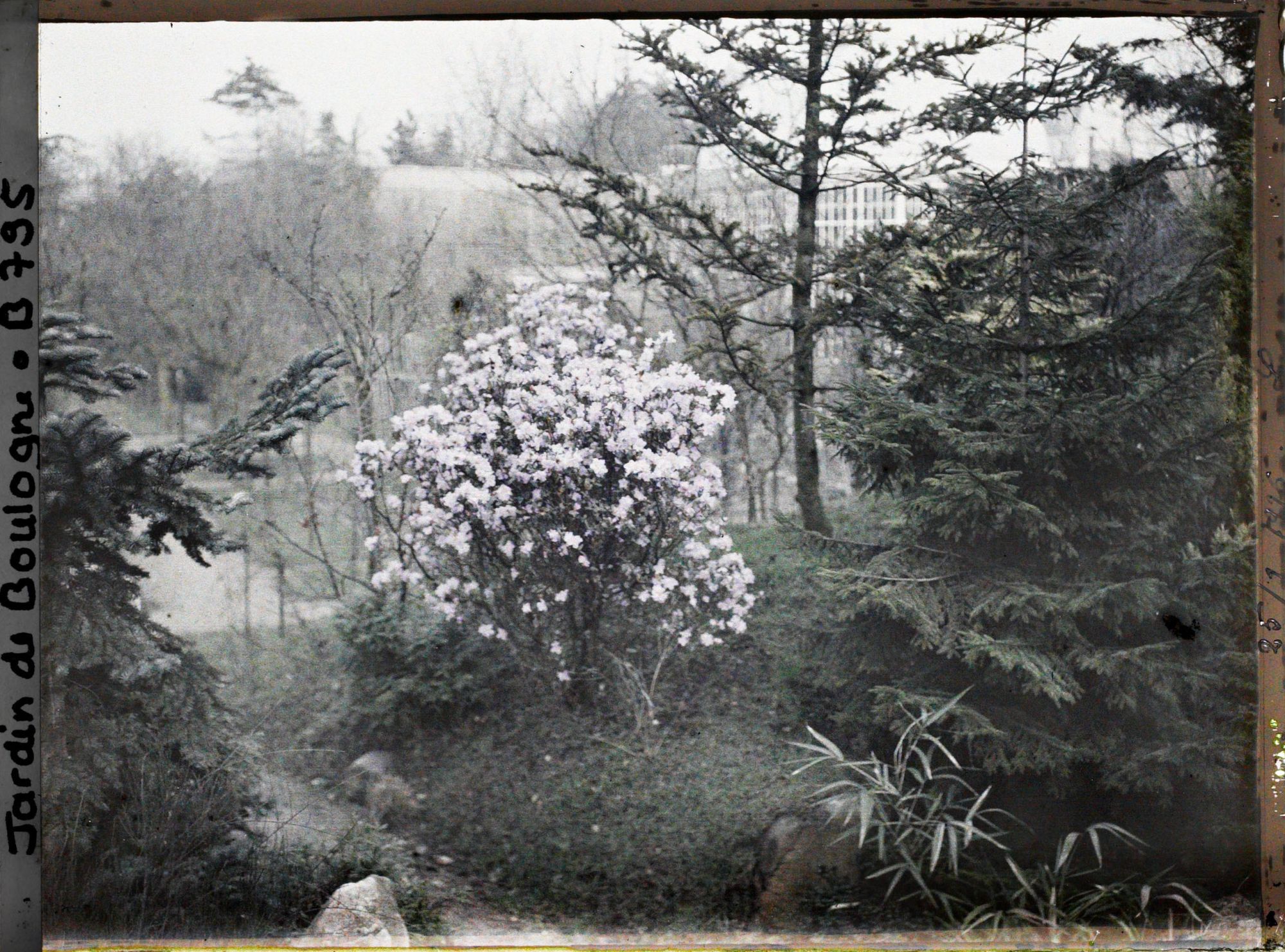 Image représentant Arbuste en fleur planté sur un talus, à la limite du " sanctuaire japonais " et du verger-roseraie