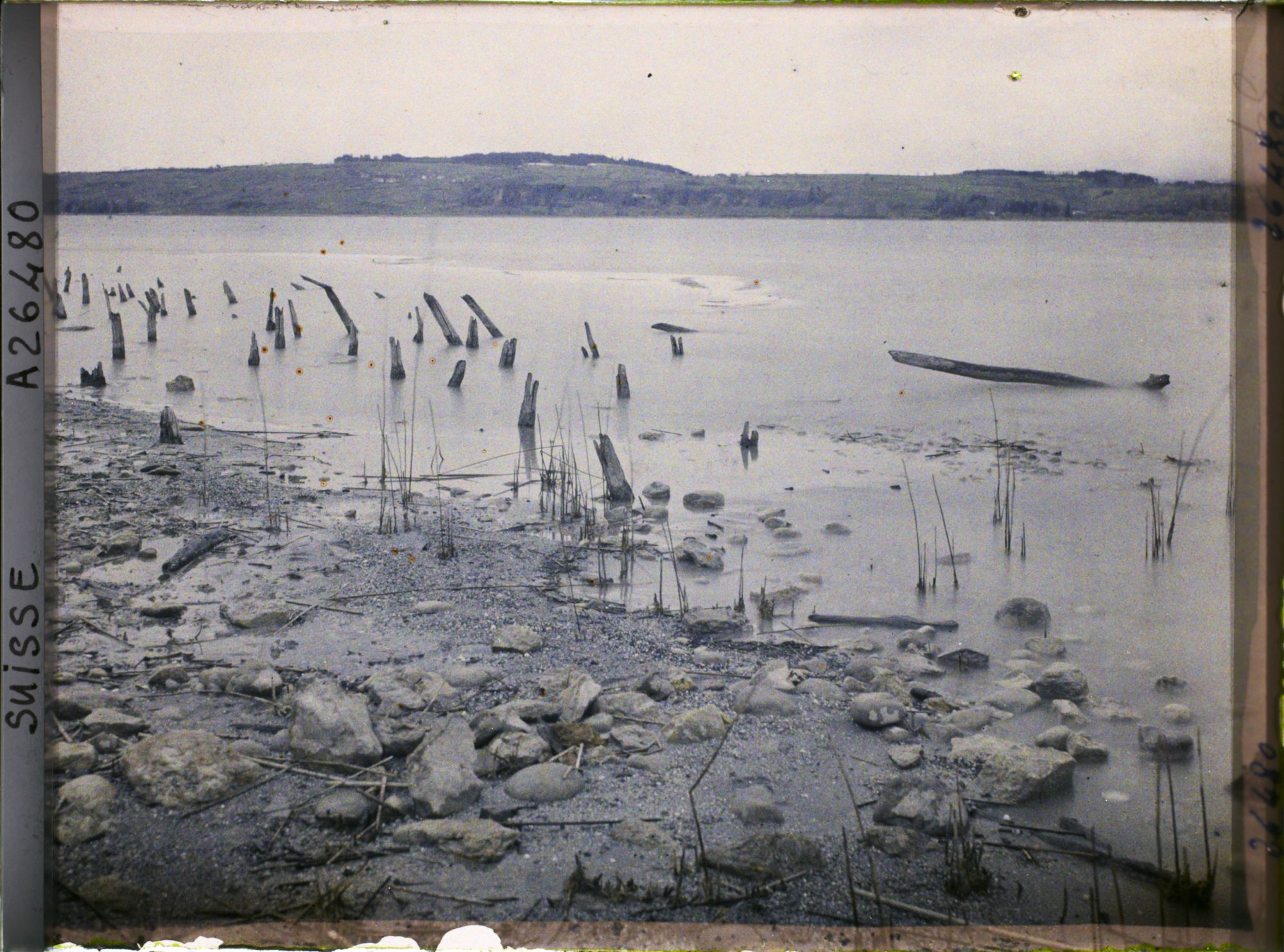 Image représentant Site palafittique préhistorique des Alpes, pieux en bois visibles lors de la baisse des eaux après la grande sécheresse de 1921