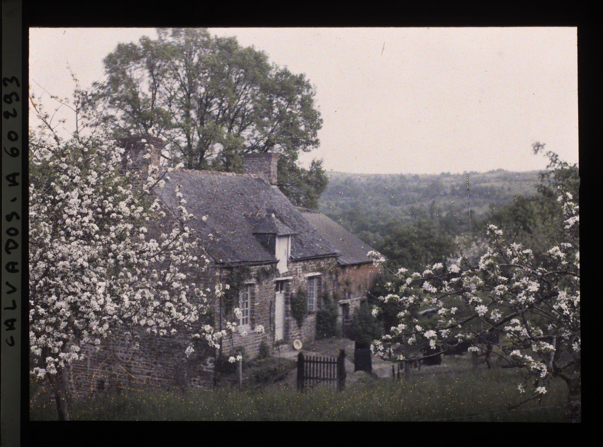 Image représentant Pommiers devant une maison de campagne
