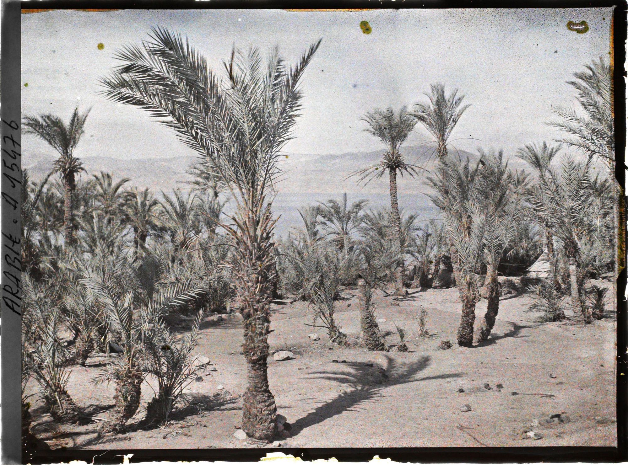 Image représentant Palmeraie au bord du golfe d'Aqaba