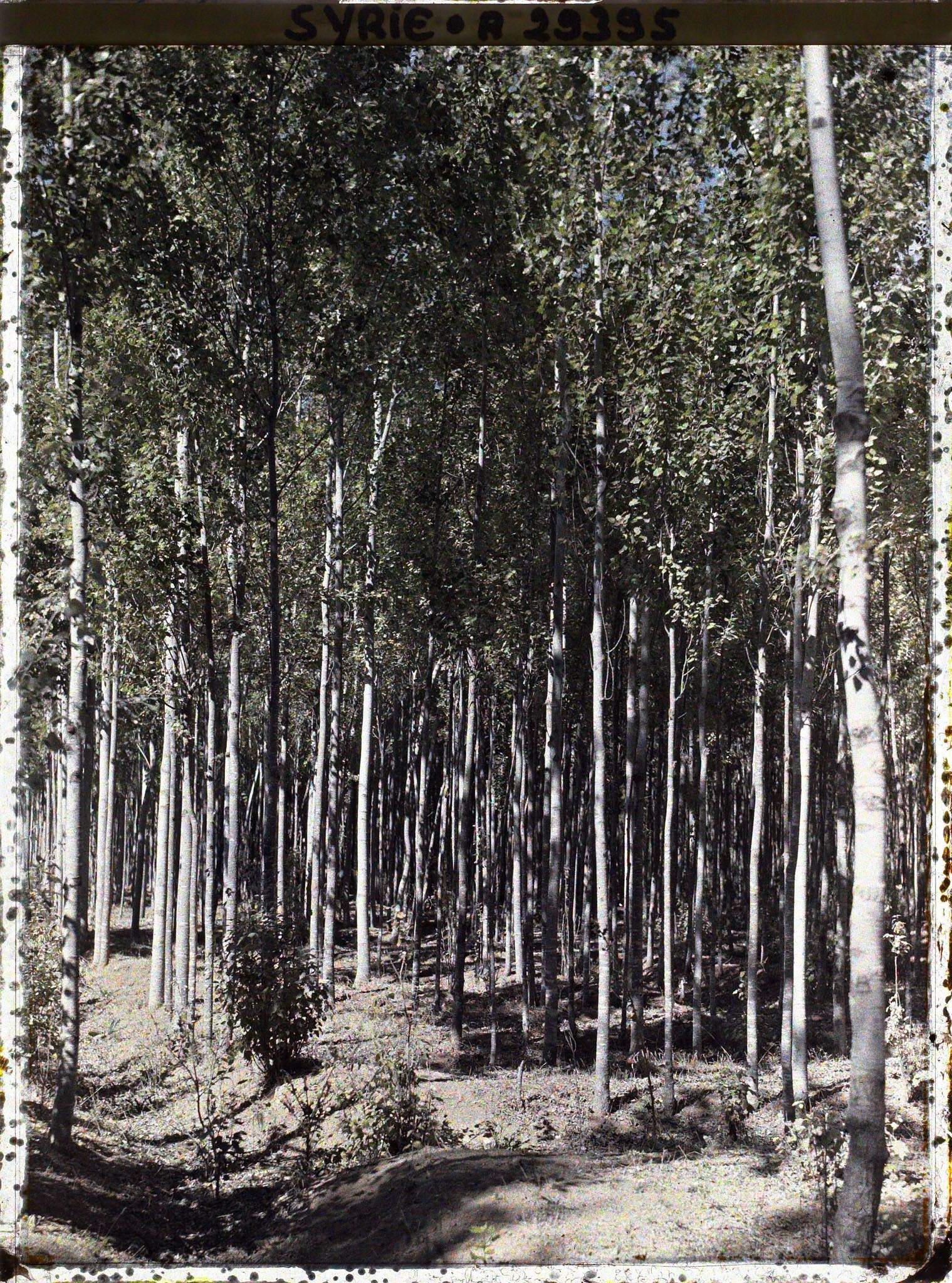 Image représentant Plantation de peupliers