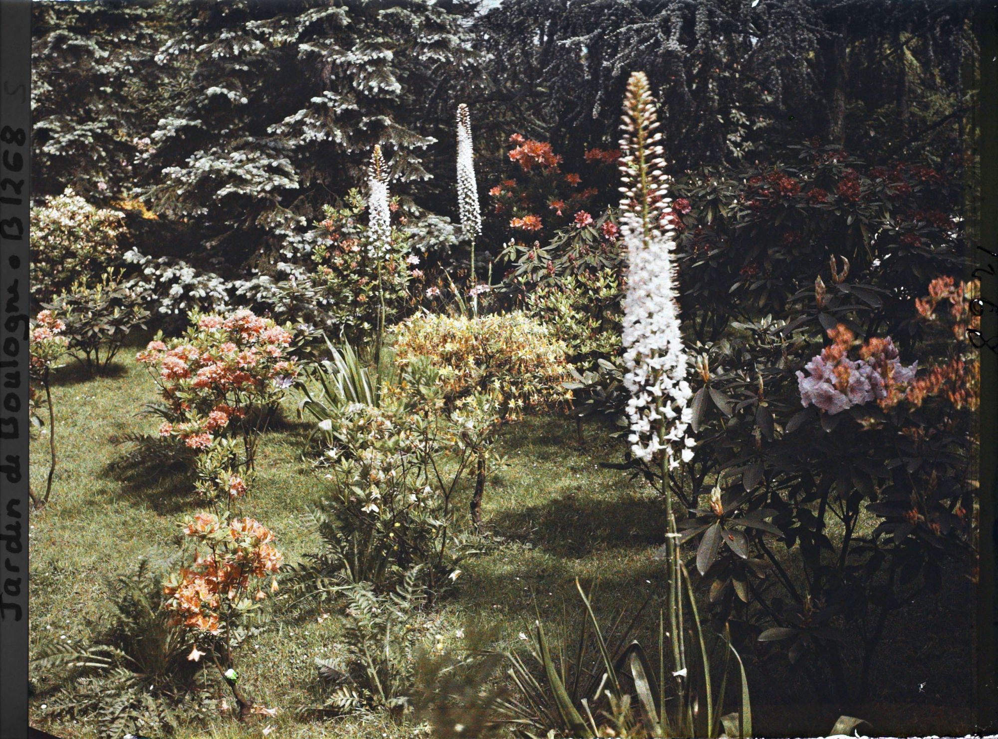 Image représentant Pelouse près du marais