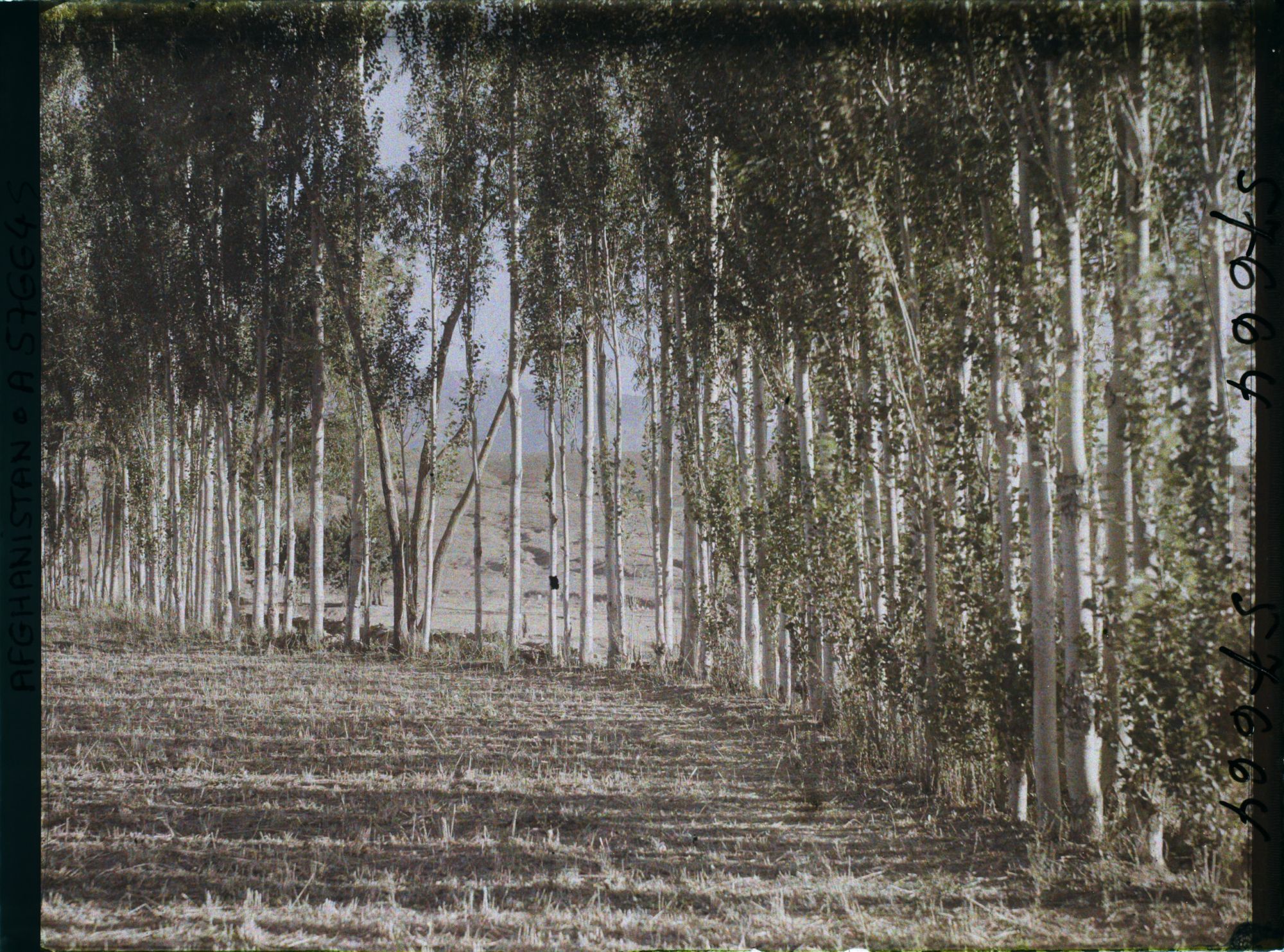Image représentant Afghanistan,Argandé 25Kil. Sud de Kaboul, Plantation de peupliers pour leur exploitation