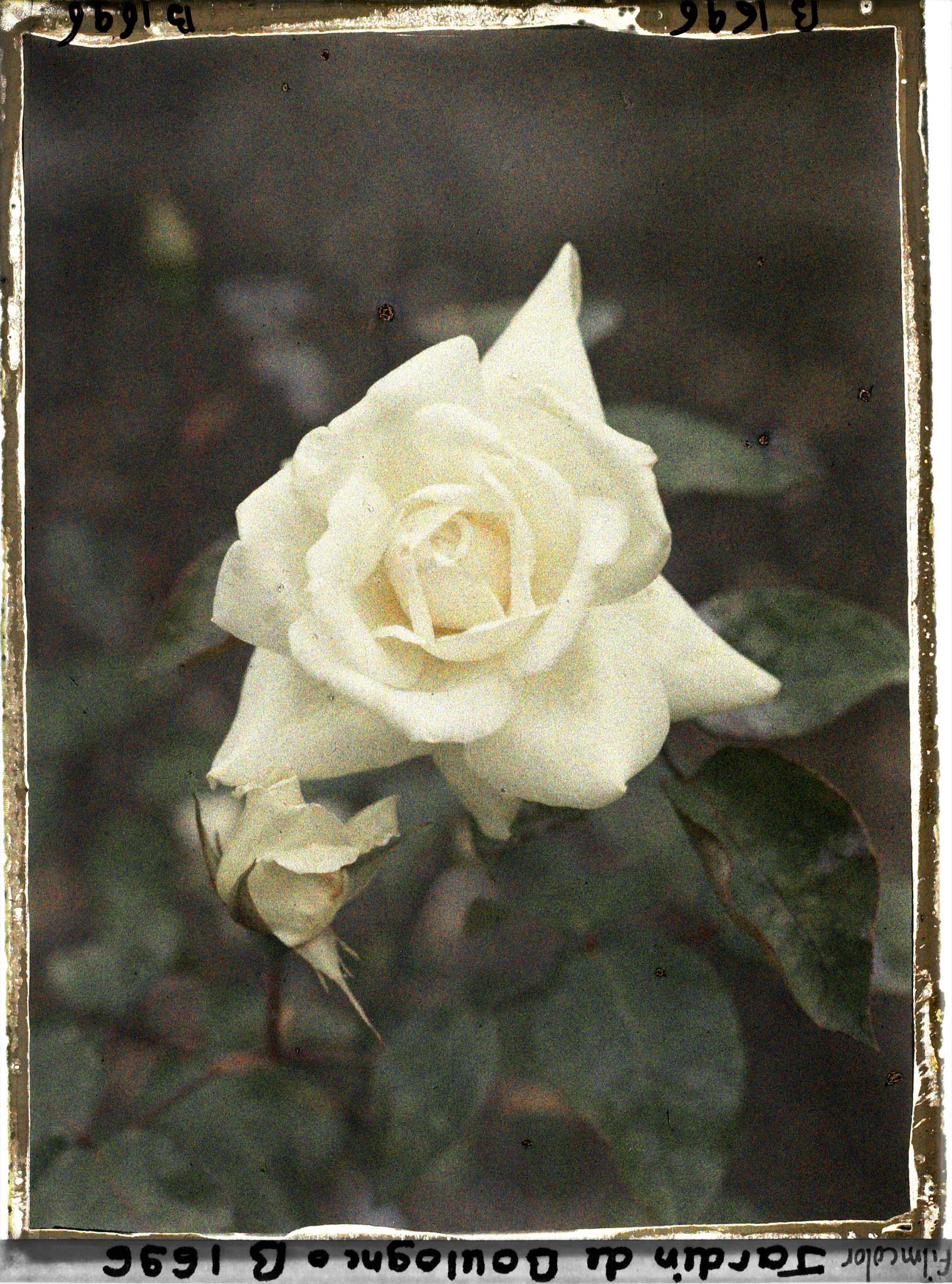 Image représentant Rose blanche