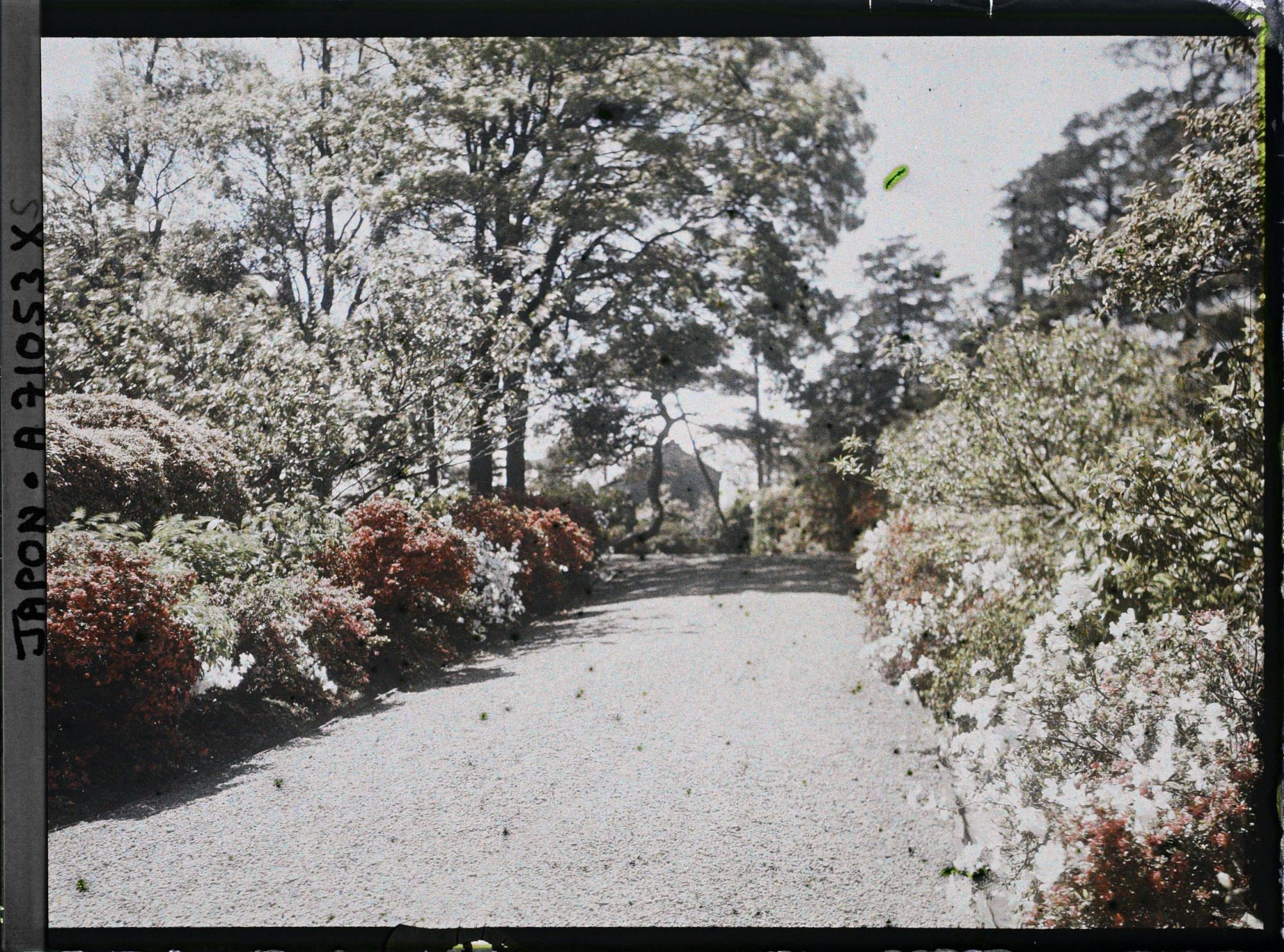Image représentant azalées japonais en fleurs dans un parc