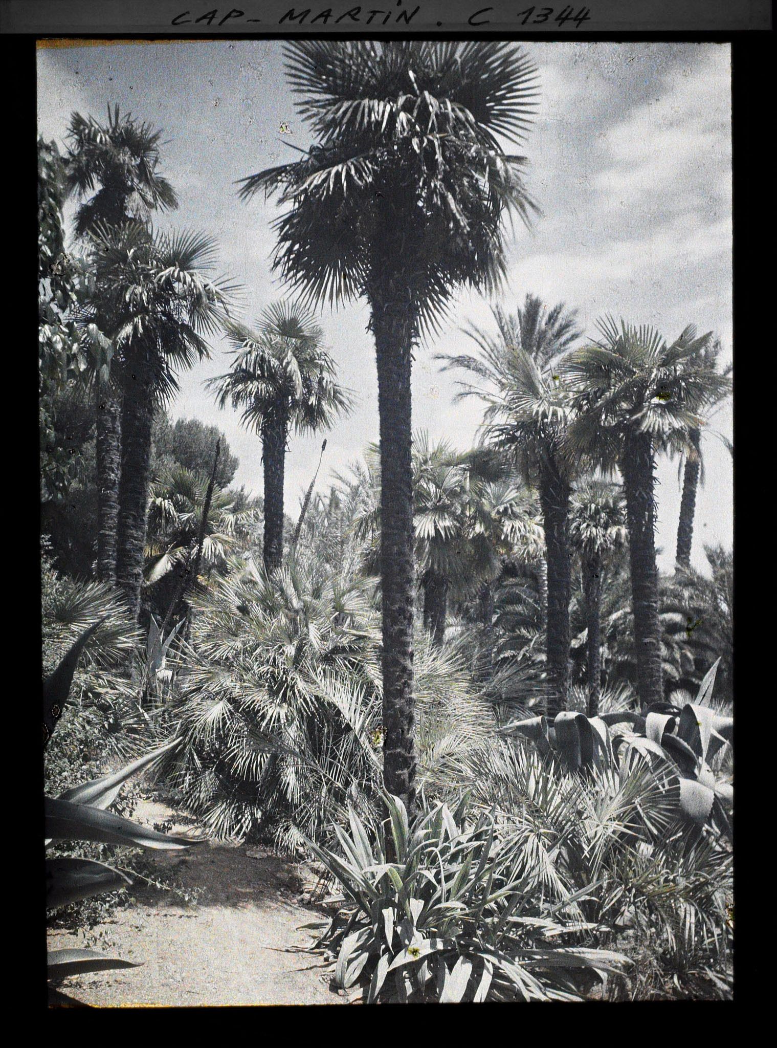 Image représentant Allée coin des palmiers