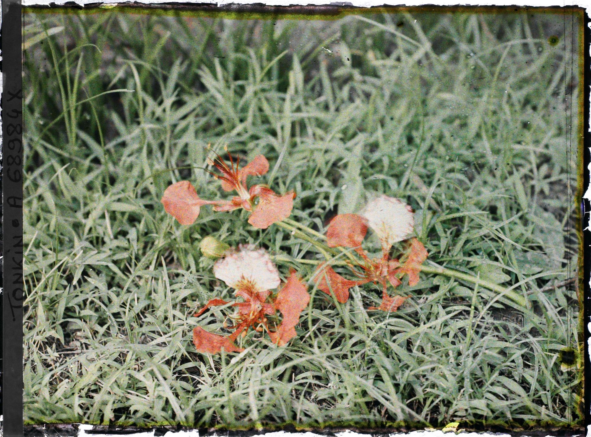 Image représentant Un rameau de flamboyant en fleurs, coupé