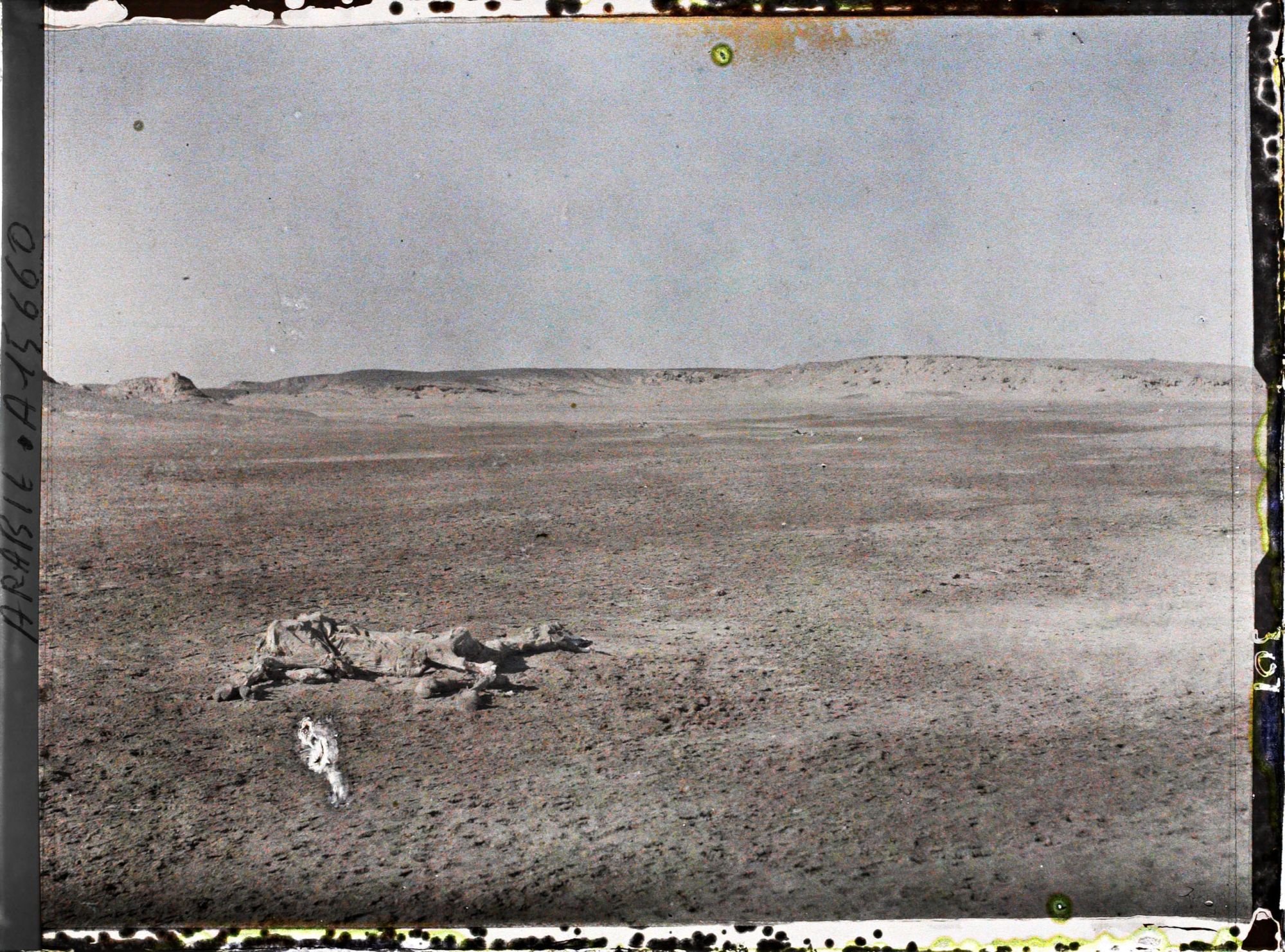 Image représentant Cadavre de chameau