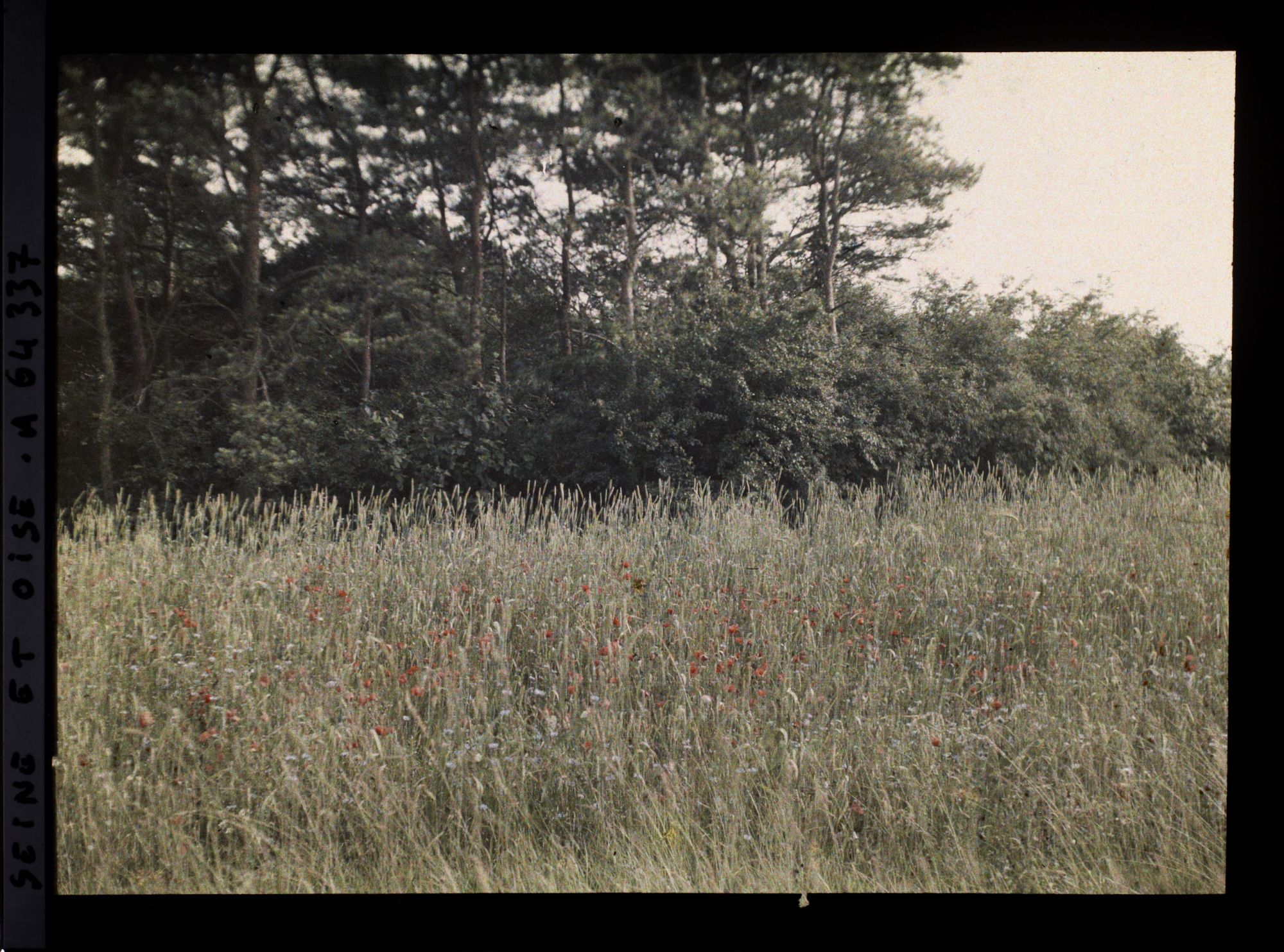 Image représentant Ile de France, Vallangoujard, Blé et Coquelicots