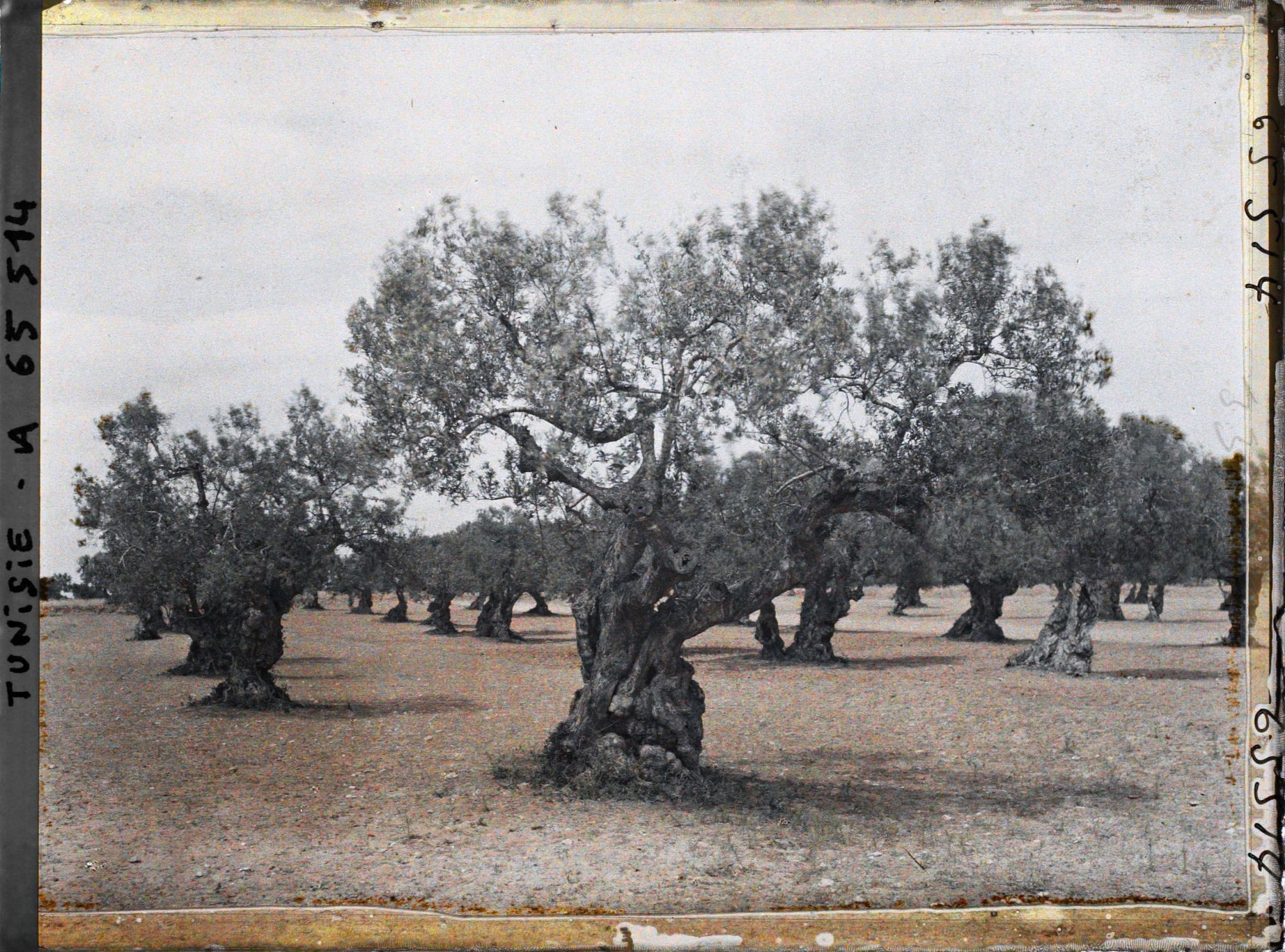 Image représentant Vieux oliviers dans une plantation (culture arabe)