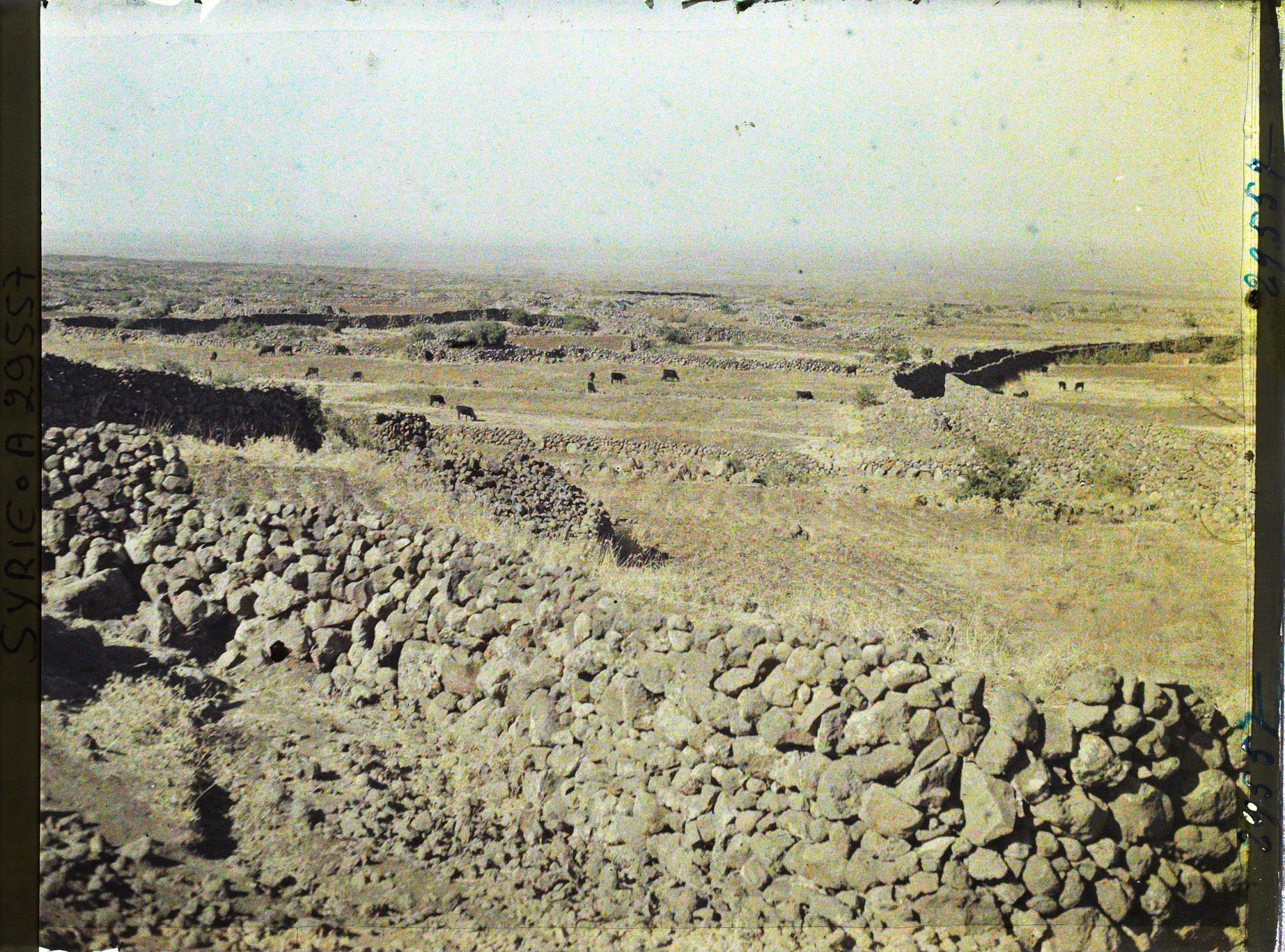 Image représentant Paysage et troupeau
