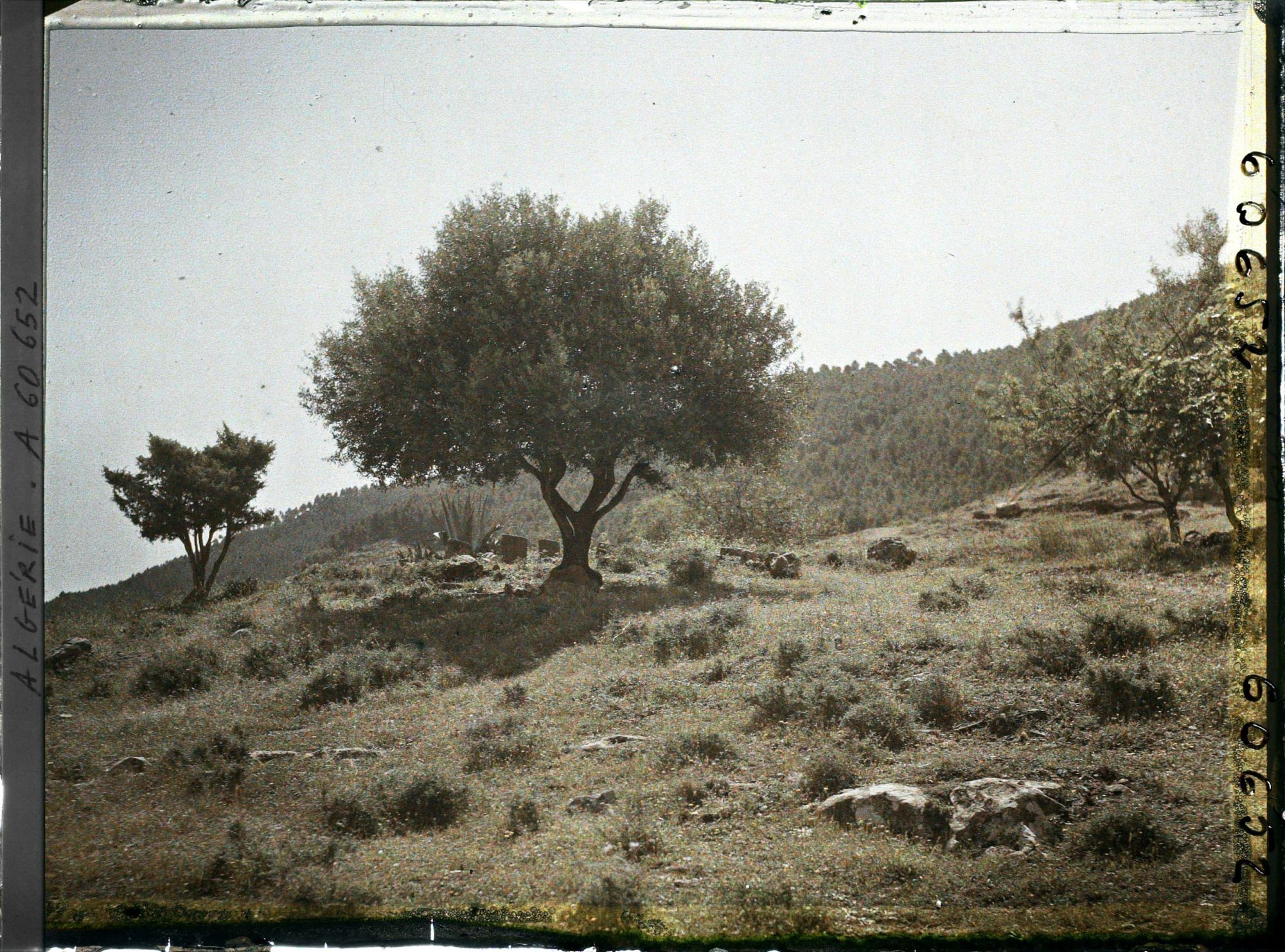 Image représentant Paysages vers les sommets des monts de Tlemcen