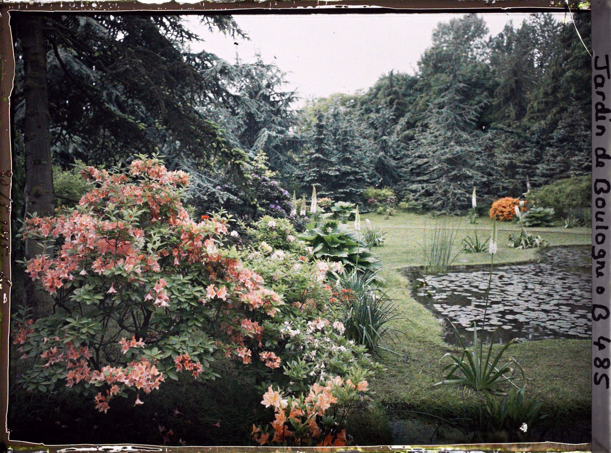 Image représentant " Étangs " du marais entourés de buissons d'azalées en fleurs et vus depuis le nord-est