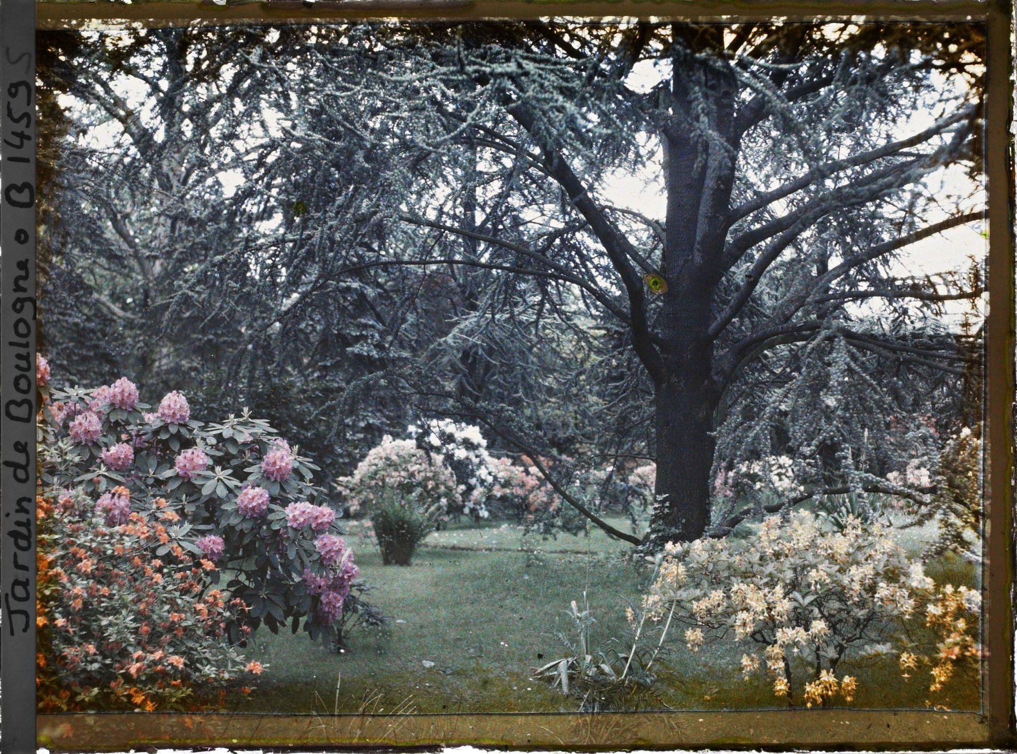 Image représentant Azalées dans la forêt bleue
