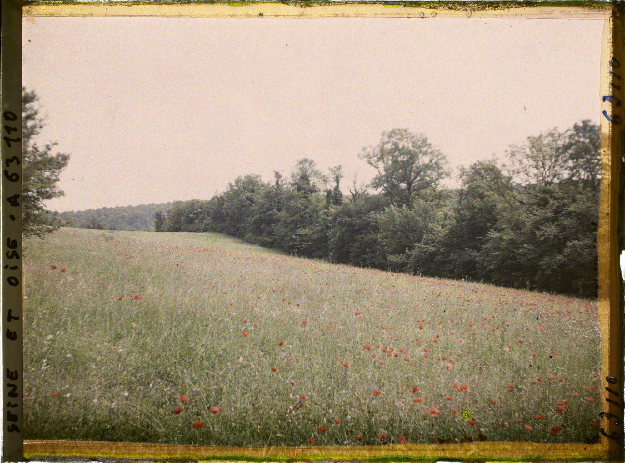 Image représentant Ile de France, Luzarches, Fleurs des Champs