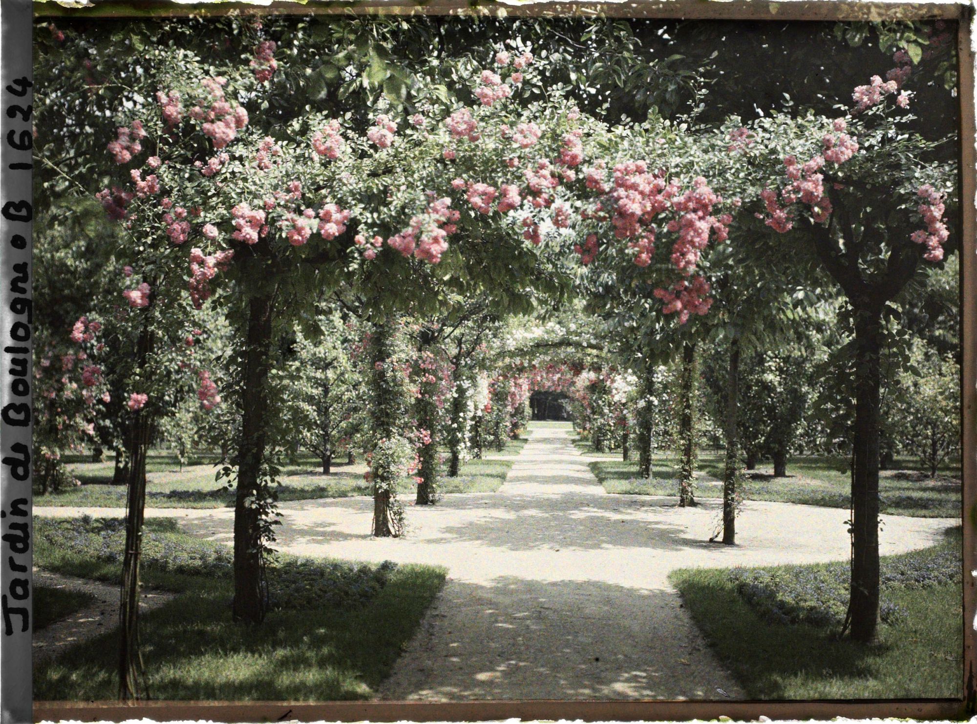 Image représentant Axe central du verger-roseraie vu en direction du jardin anglais, près du rond-point côté dépendance