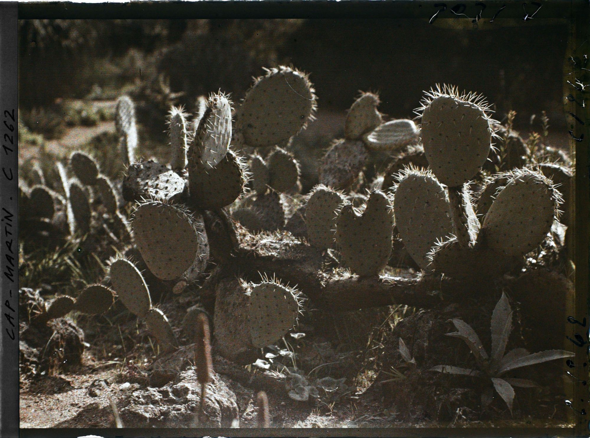 Image représentant le Jardin