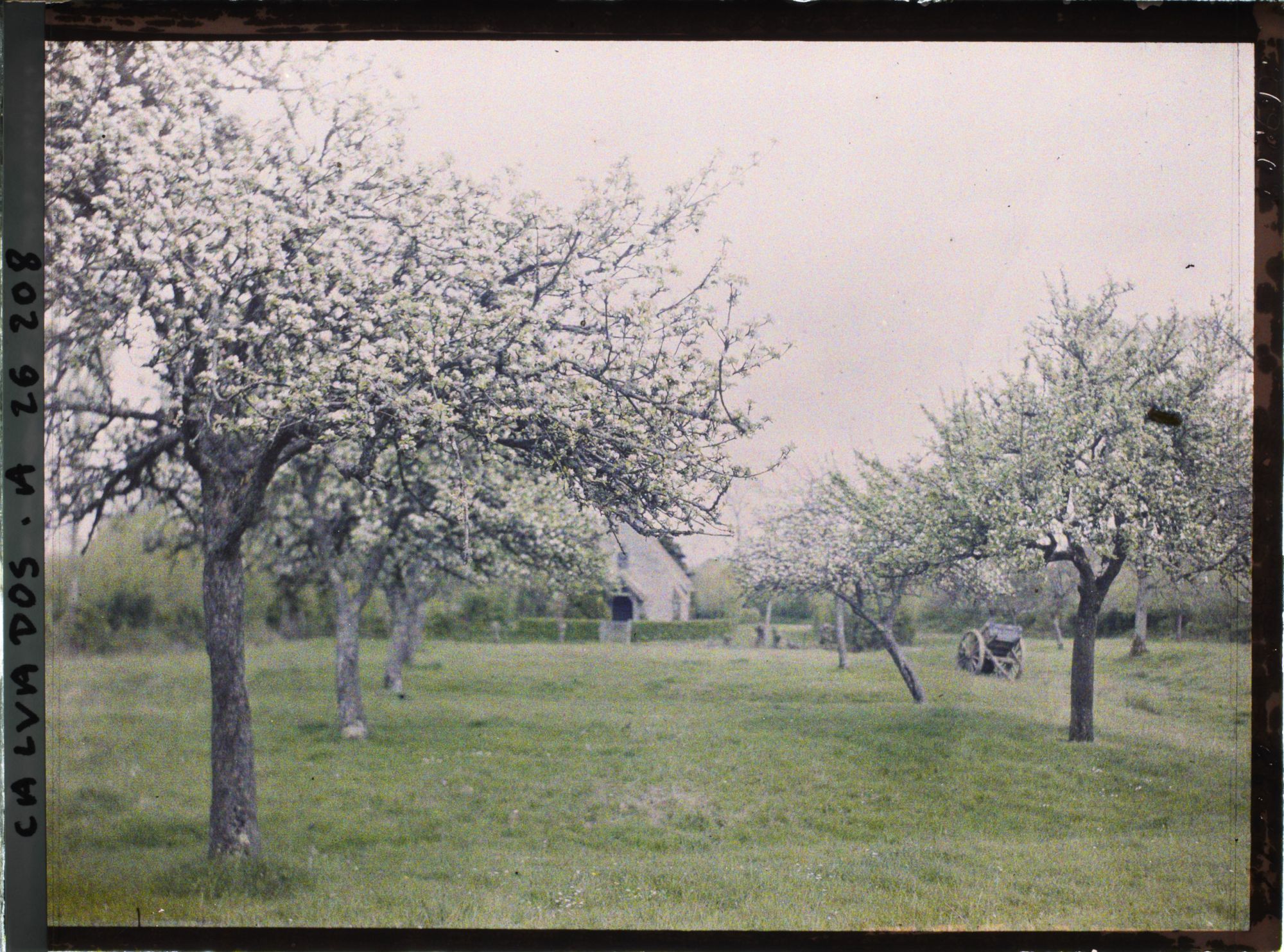 Image représentant La pommeraie