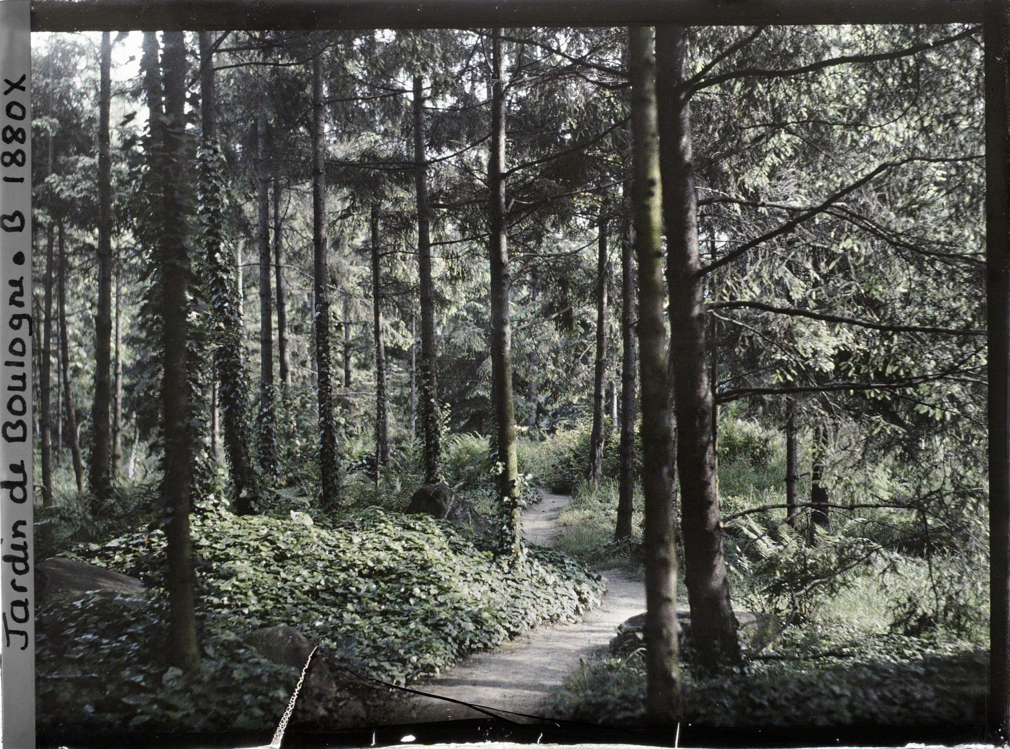 Image représentant La forêt vosgienne