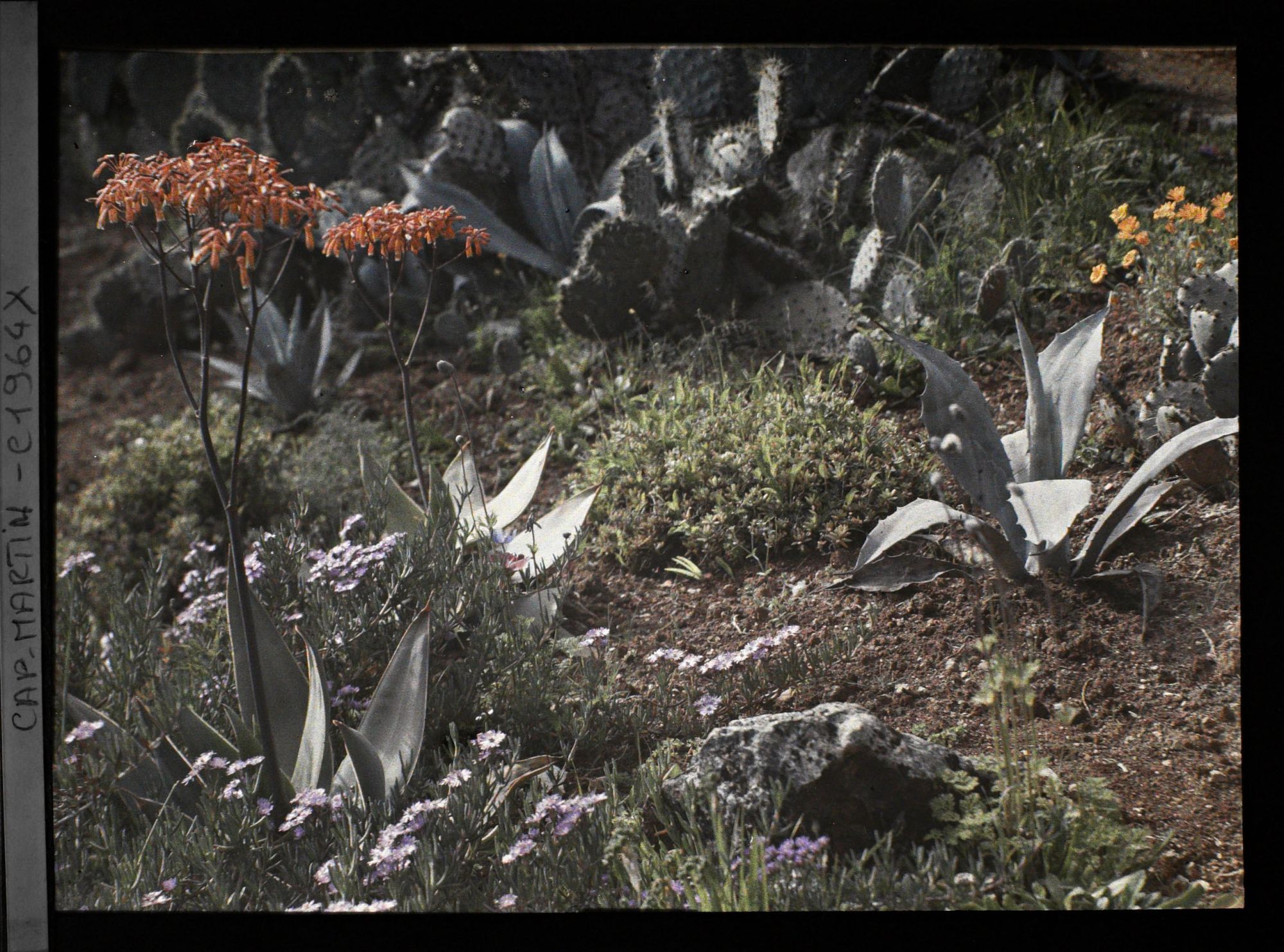 Image représentant Aloès et autres plantes crassulescentes en fleurs devant un massif d'opuntias