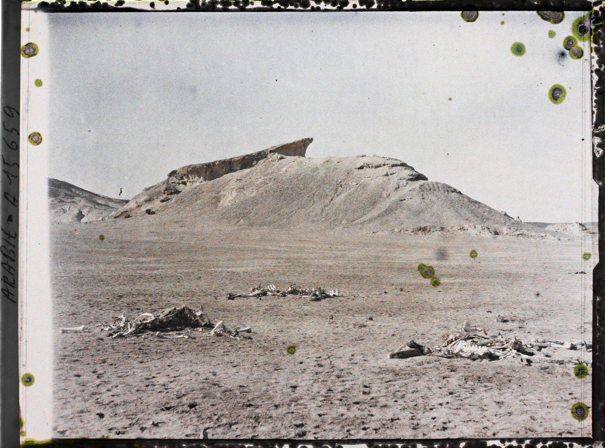 Image représentant Squelettes de chameaux