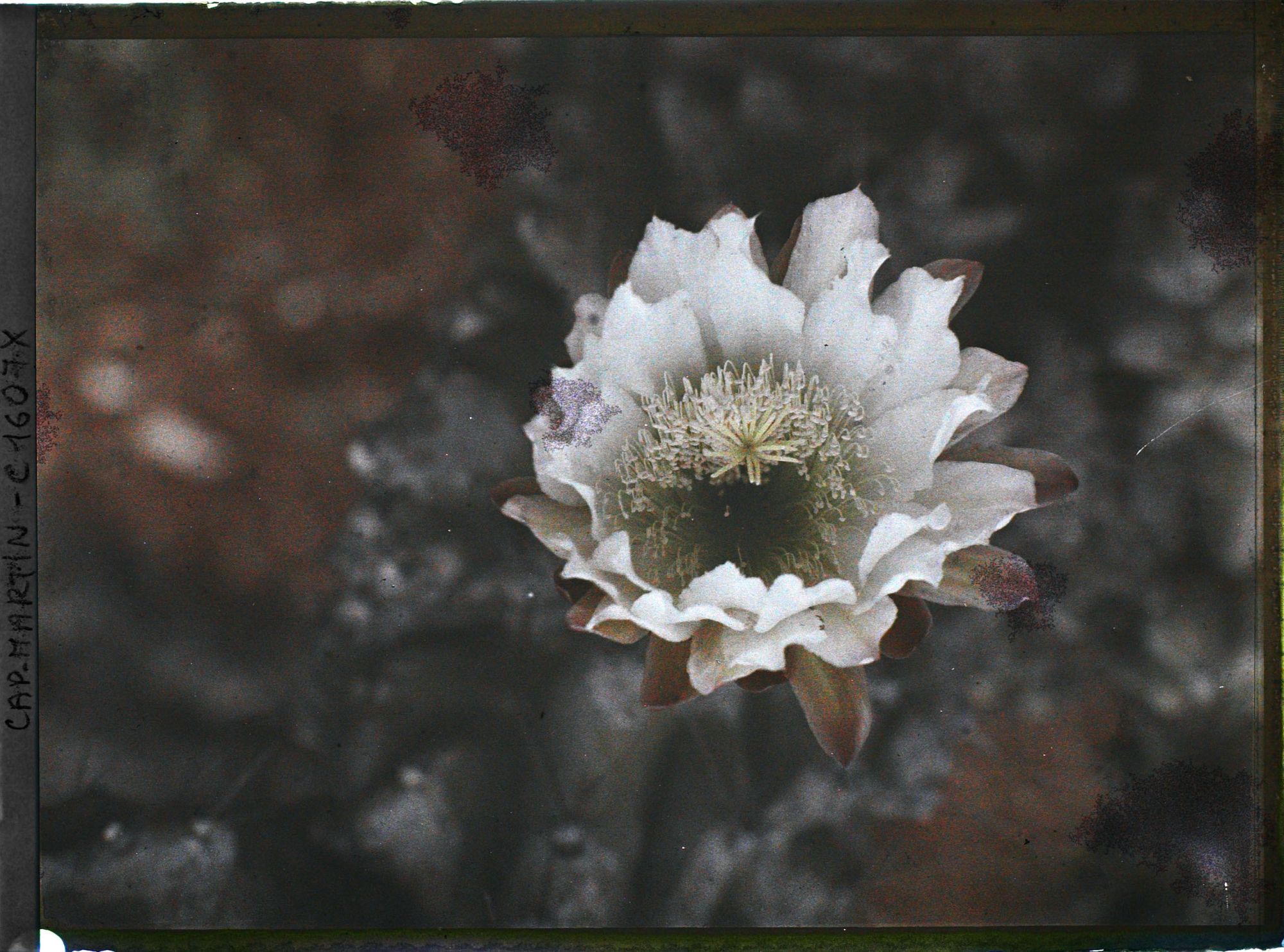 Image représentant Fleur de cactus blanche