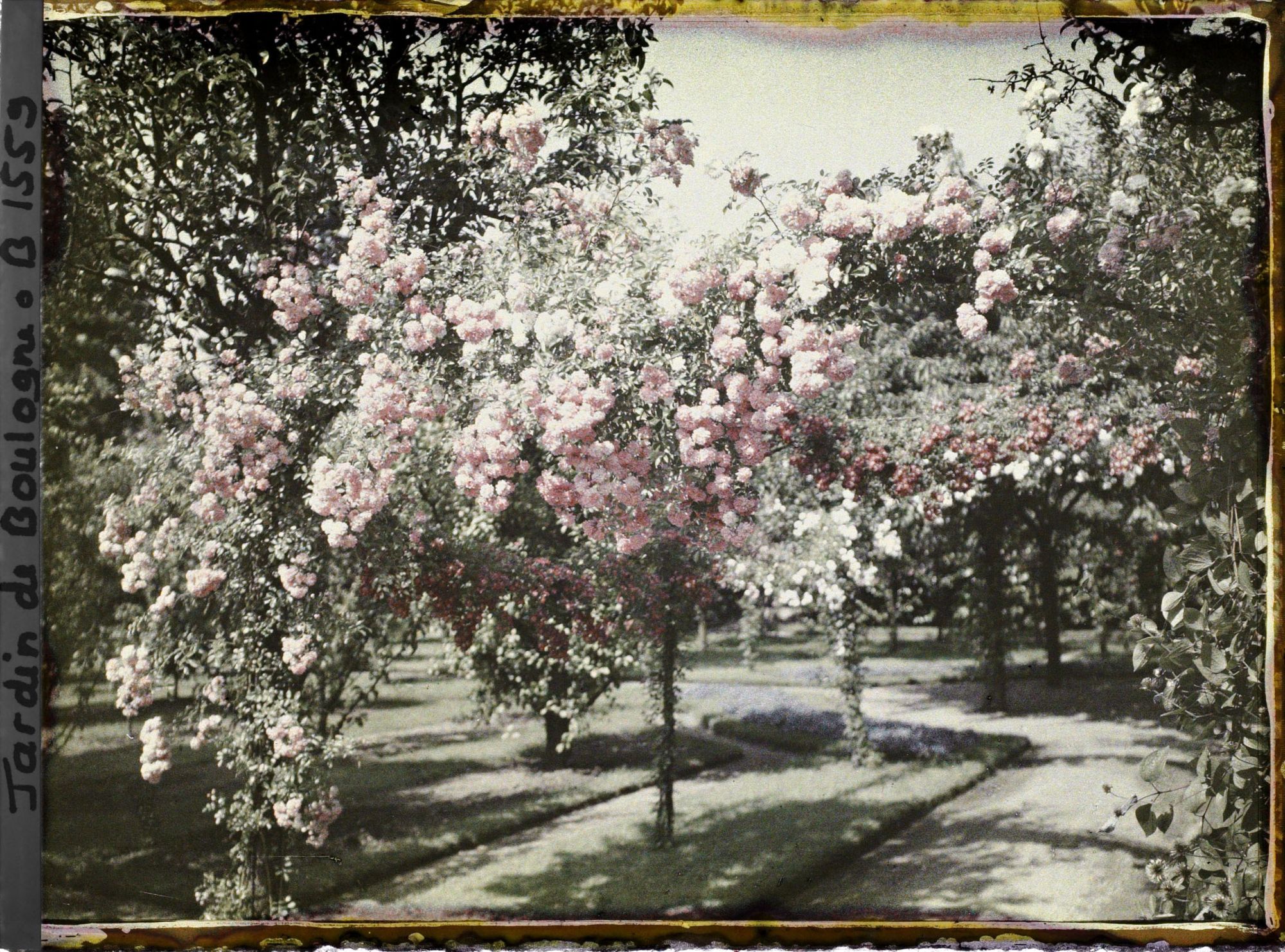 Image représentant Partie sud-ouest du verger-roseraie vue vers la dépendance, près du rond-point qui en est proche