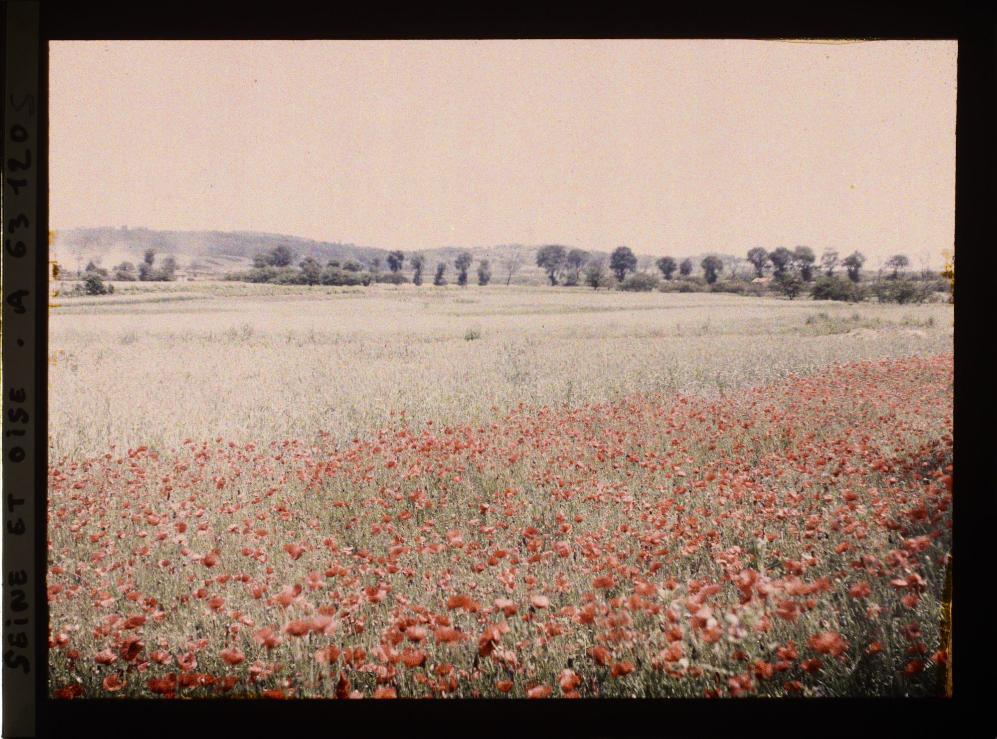 Image représentant Ile de France, Corneilles en Parisis , Blés et Coquelicots