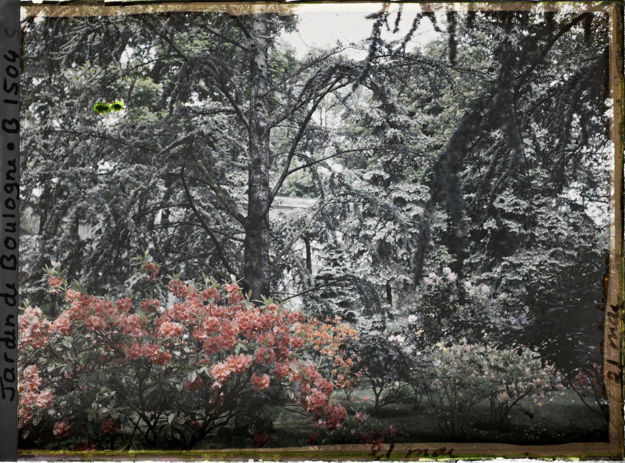 Image représentant Azalées près de la foret bleue, on devine le laboratoire à travers les branche des conifères