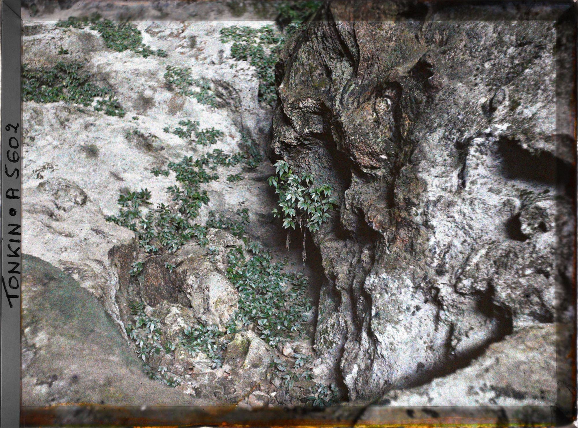 Image représentant Un aspect des rochers et de la végétation de la Grotte de la Surprise