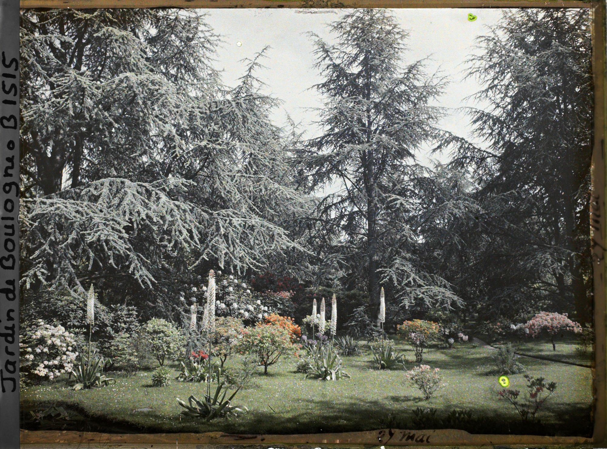 Image représentant Eremurus fusant entre les azalées et les rhododendrons qui ornent la partie est du marais