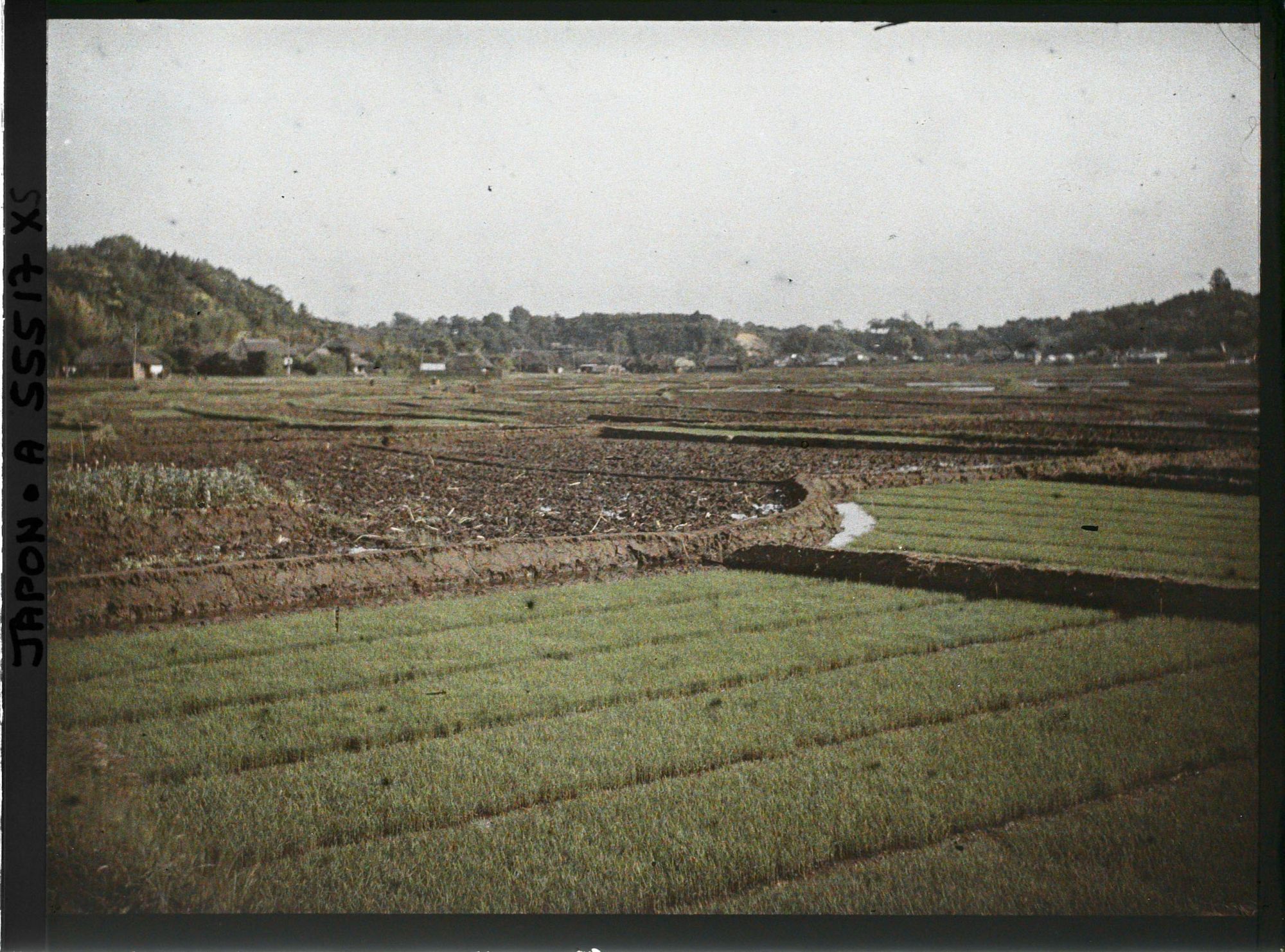 Image représentant Rizières