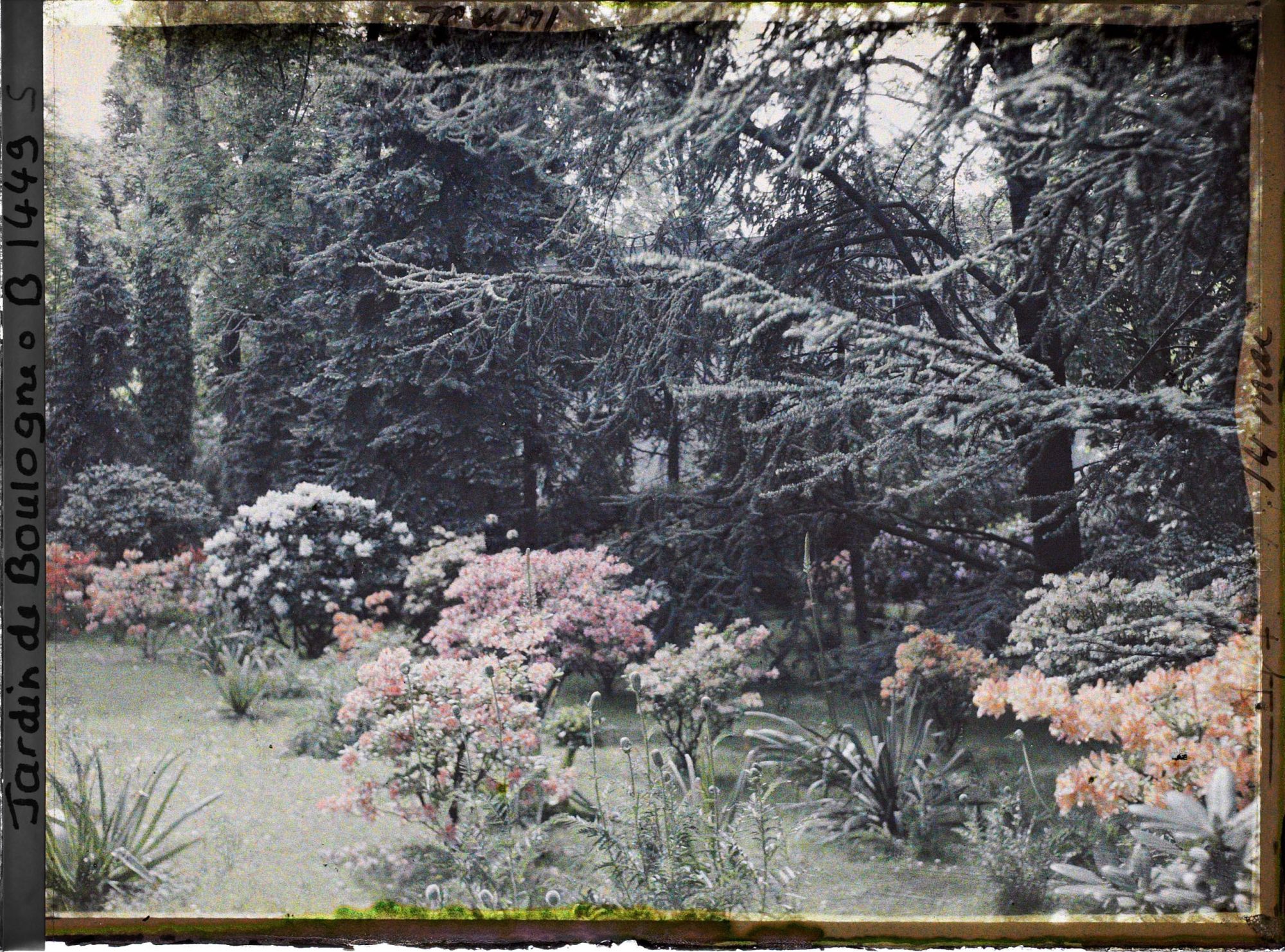 Image représentant Azalées sur la pelouse près de la forêt bleue