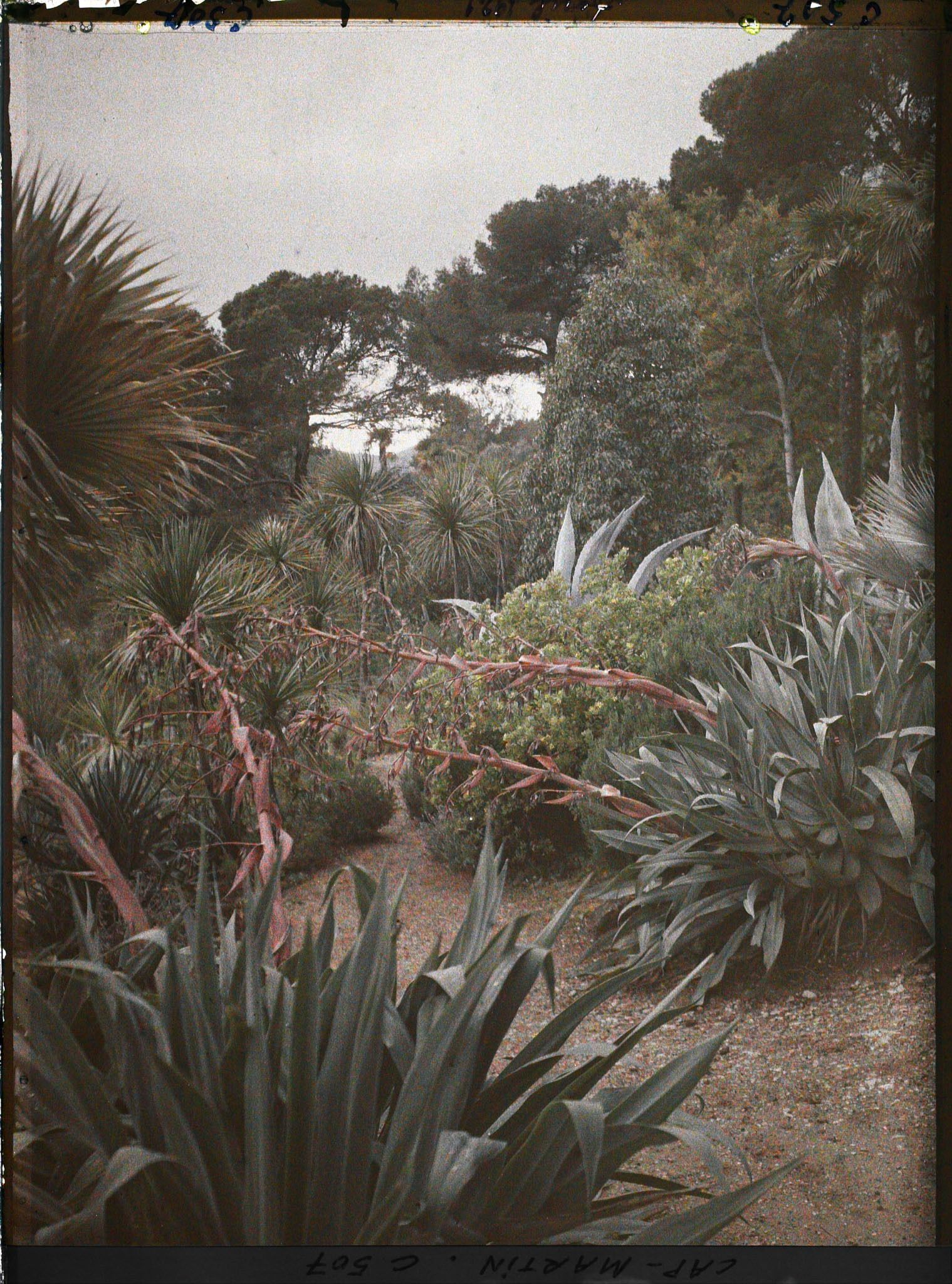 Image représentant Cap Martin Le Jardin
