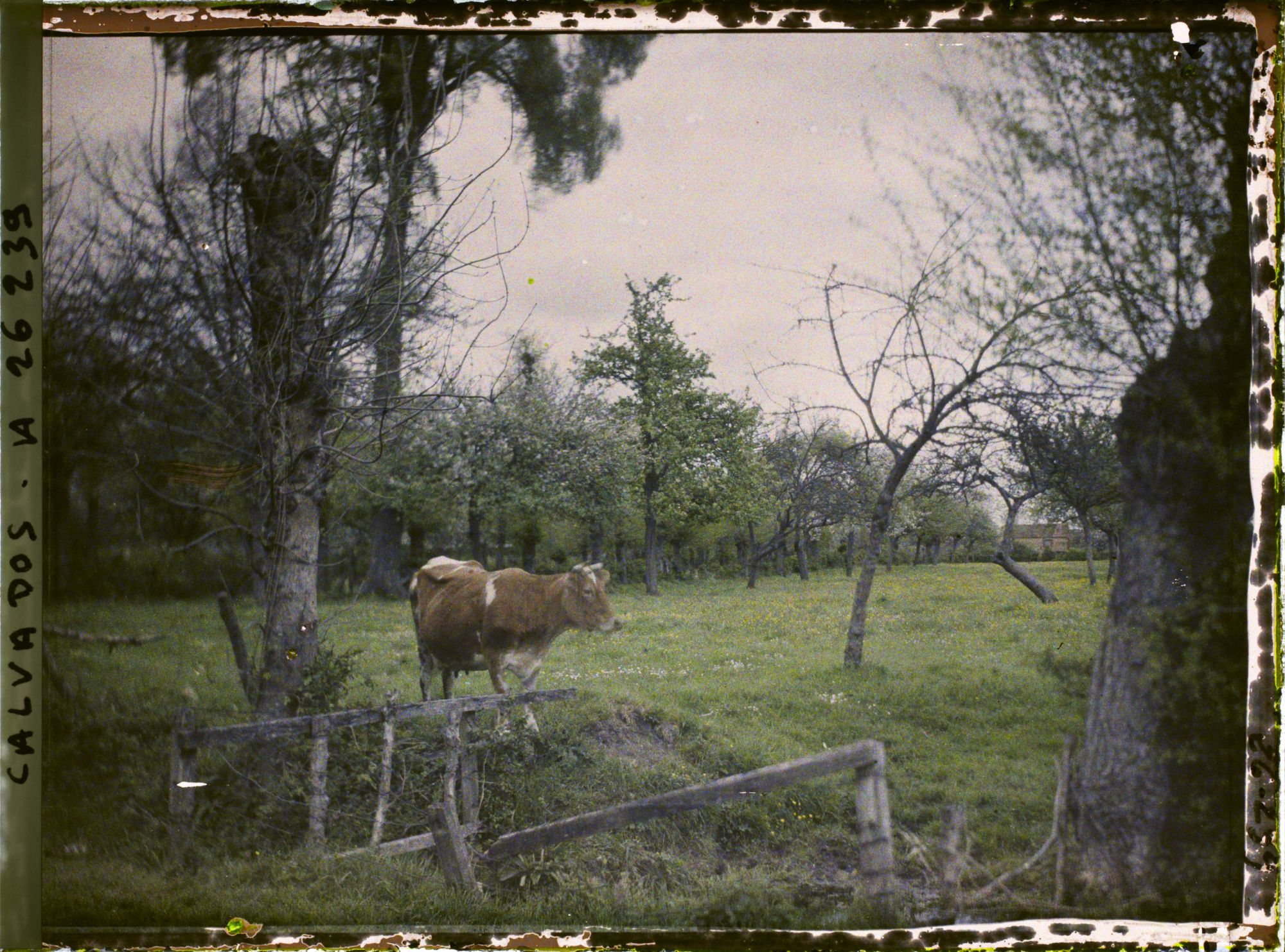 Image représentant Pâturages