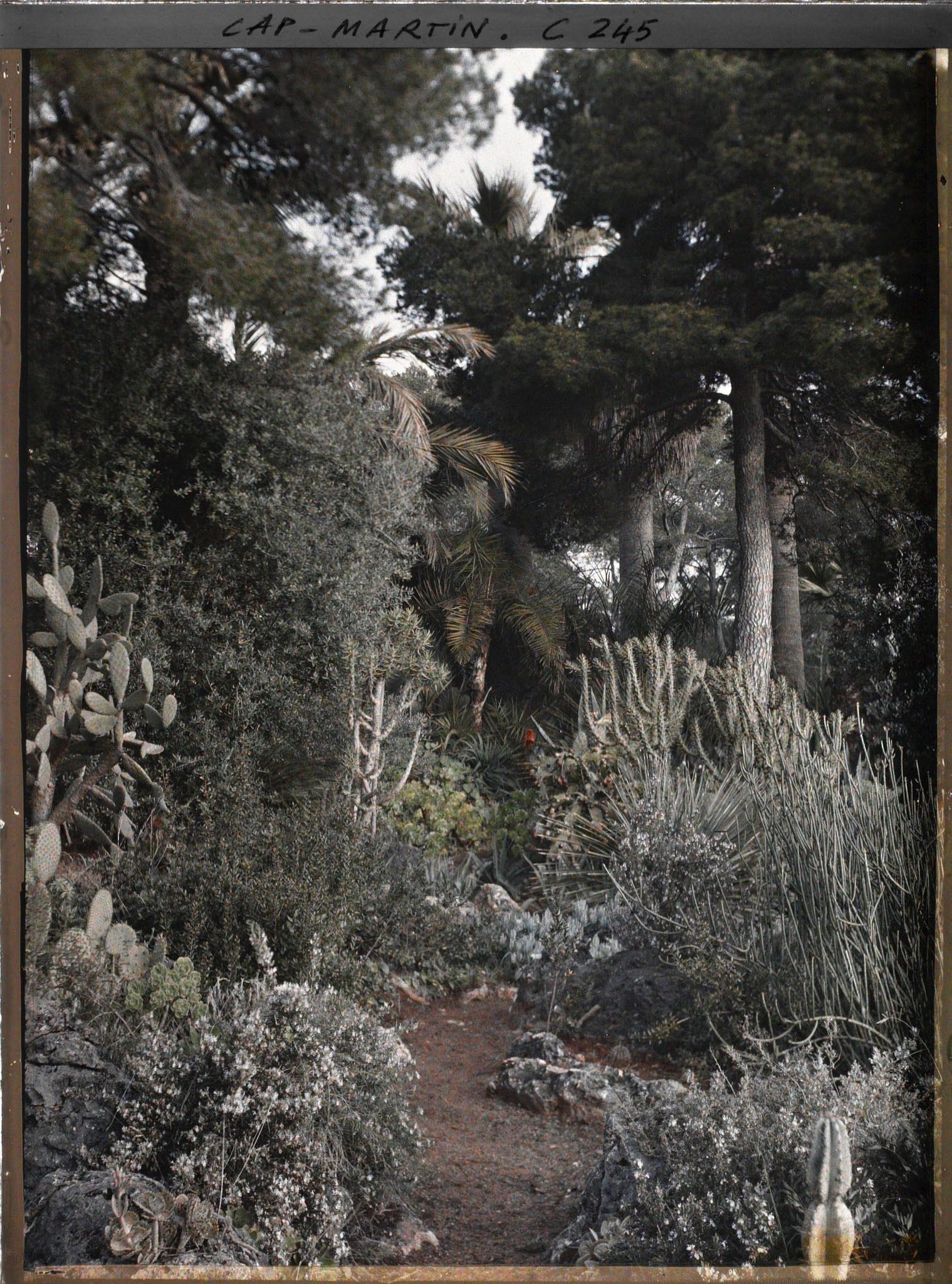 Image représentant Cap-Martin - Le Jardin