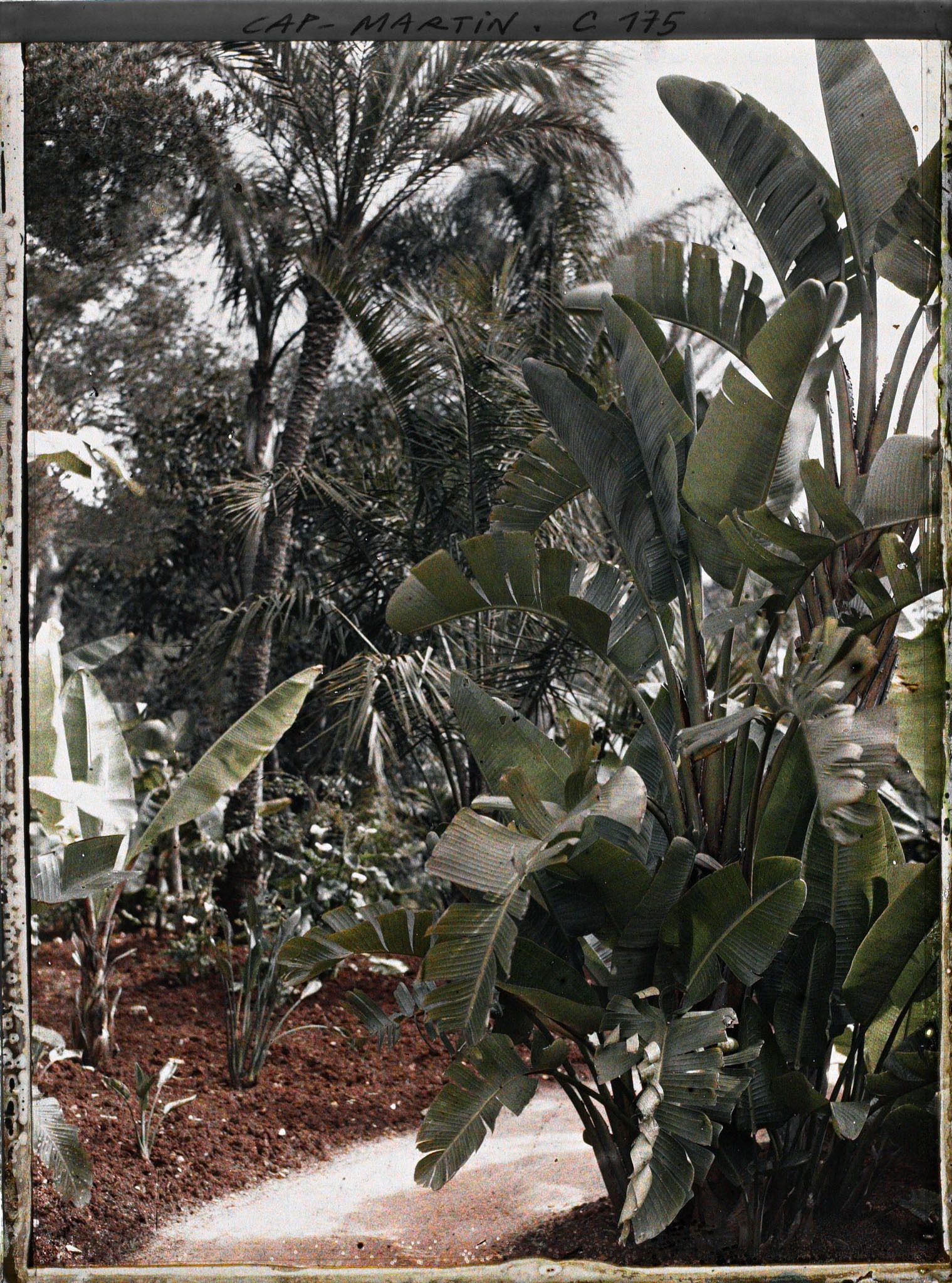 Image représentant Cap Martin (Bananiers) Le Jardin