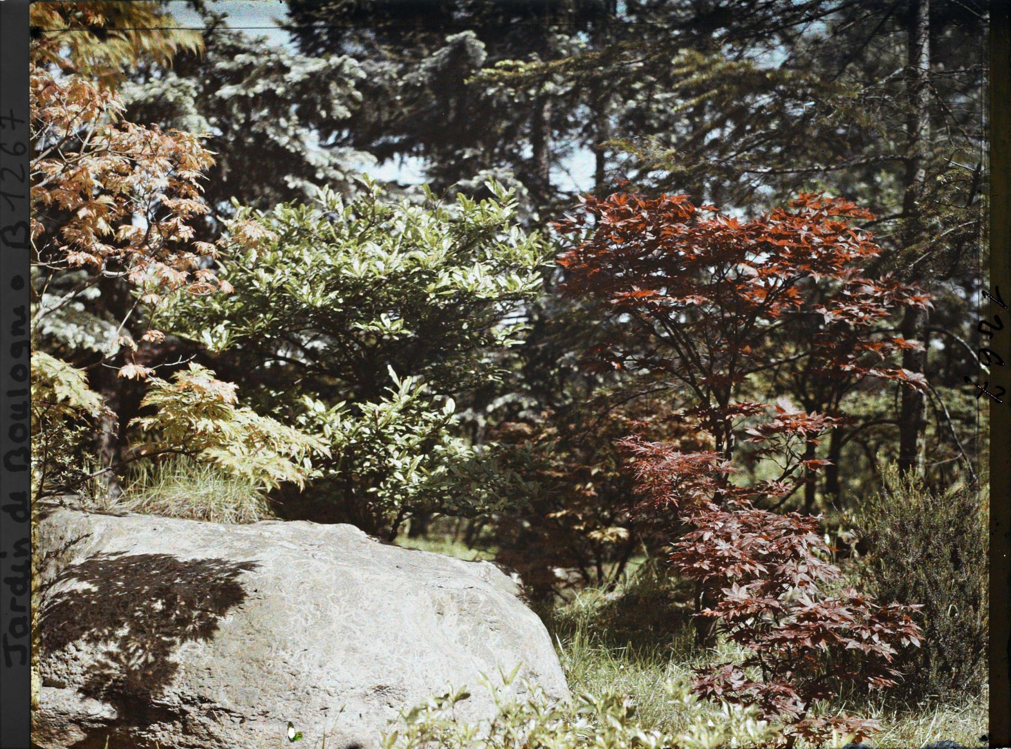 Image représentant Jeunes érables sur le versant arboré situé face à la maison ouest du " village japonais "